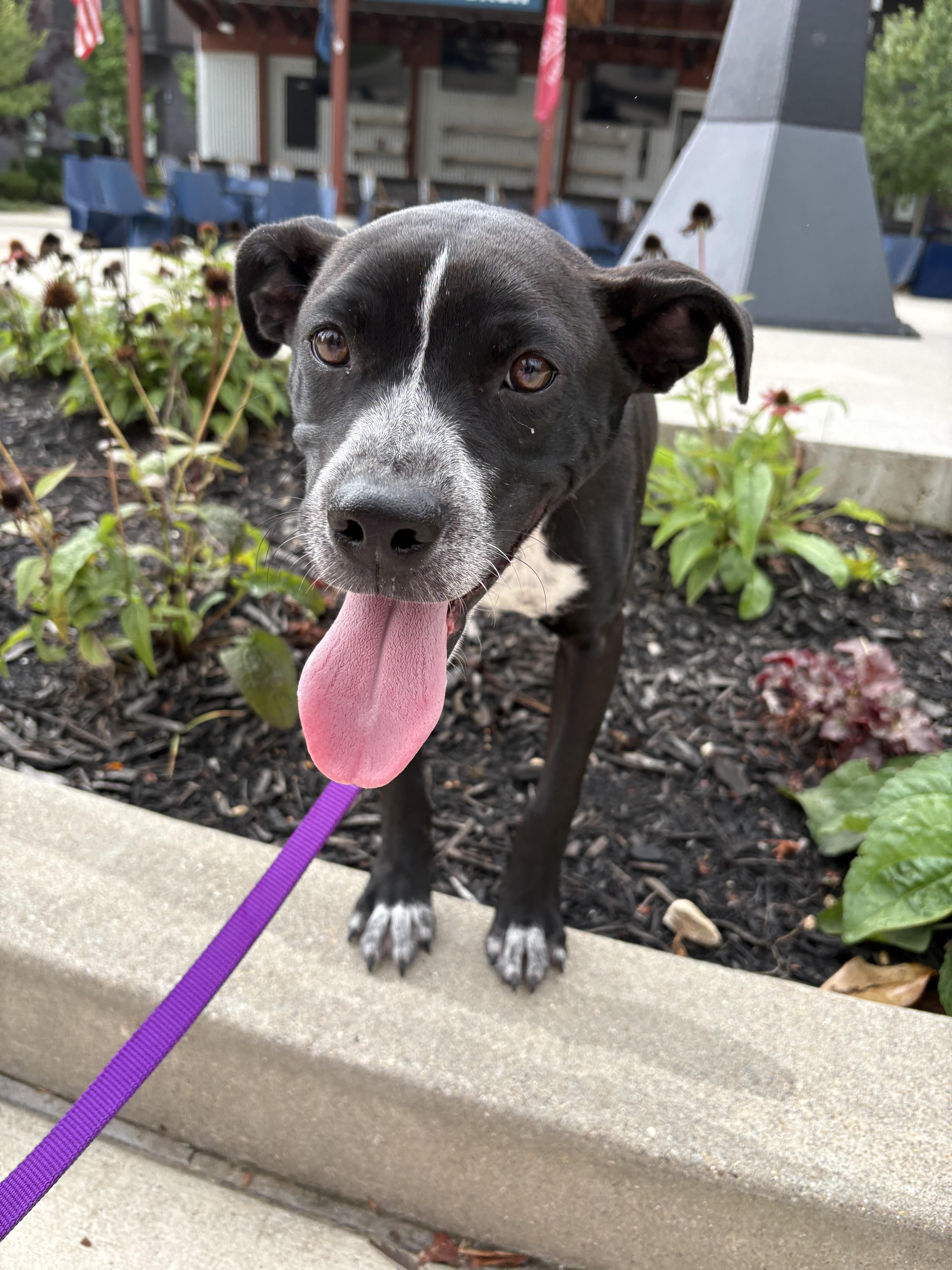 Trinket, an adoptable mixed breed in Monroe, OH image 5/6