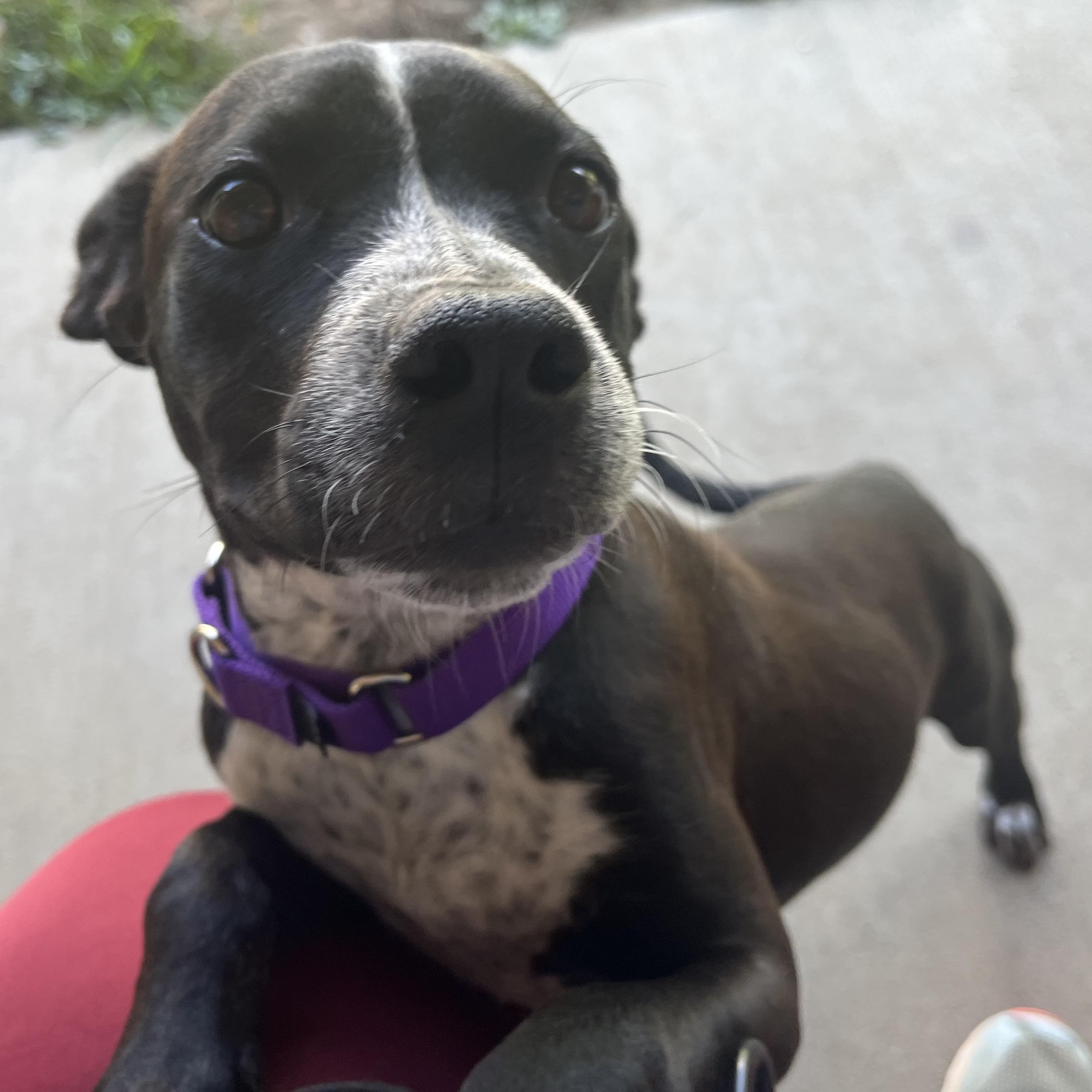 Trinket, an adoptable mixed breed in Monroe, OH image 5/6