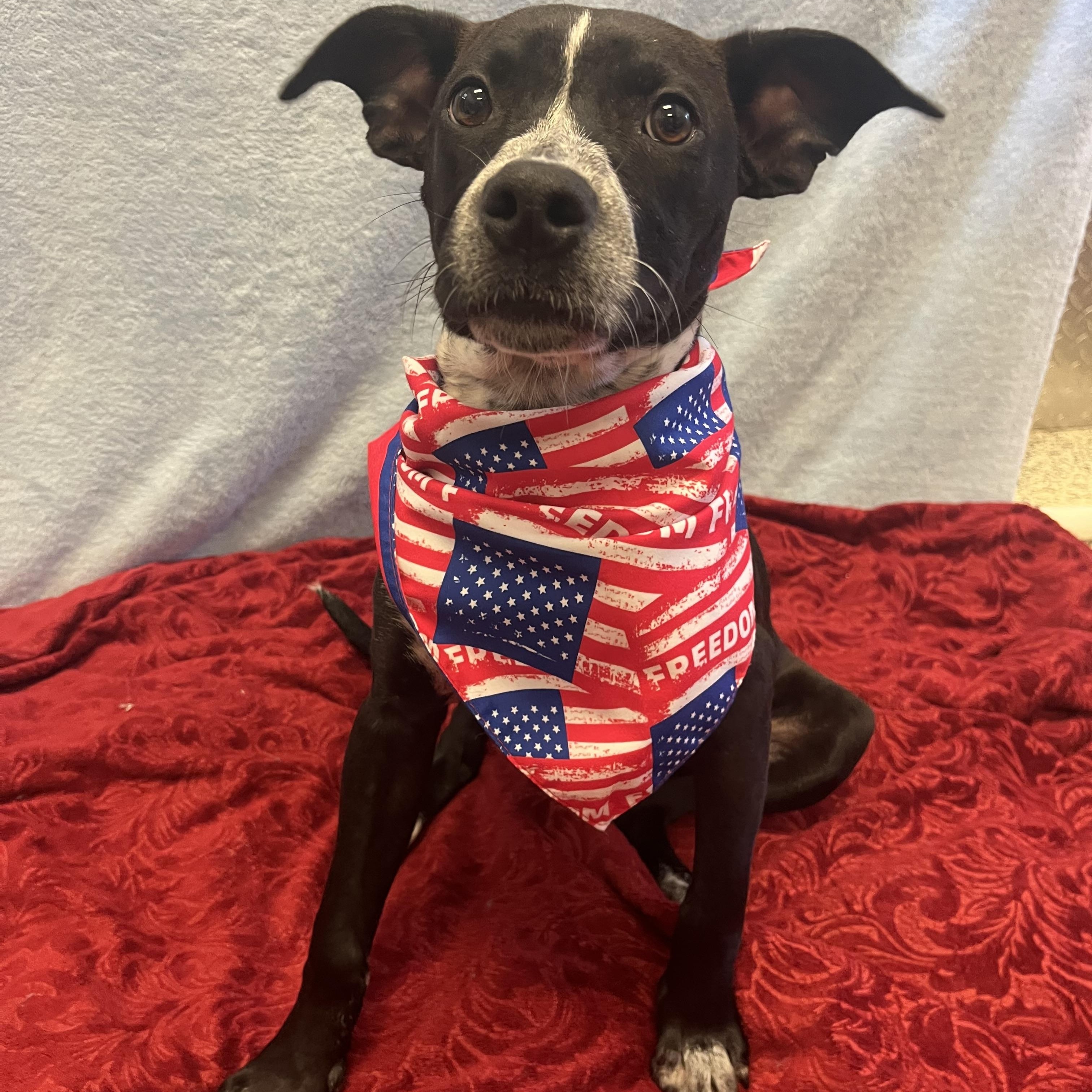Trinket, an adoptable mixed breed in Monroe, OH image 1/6