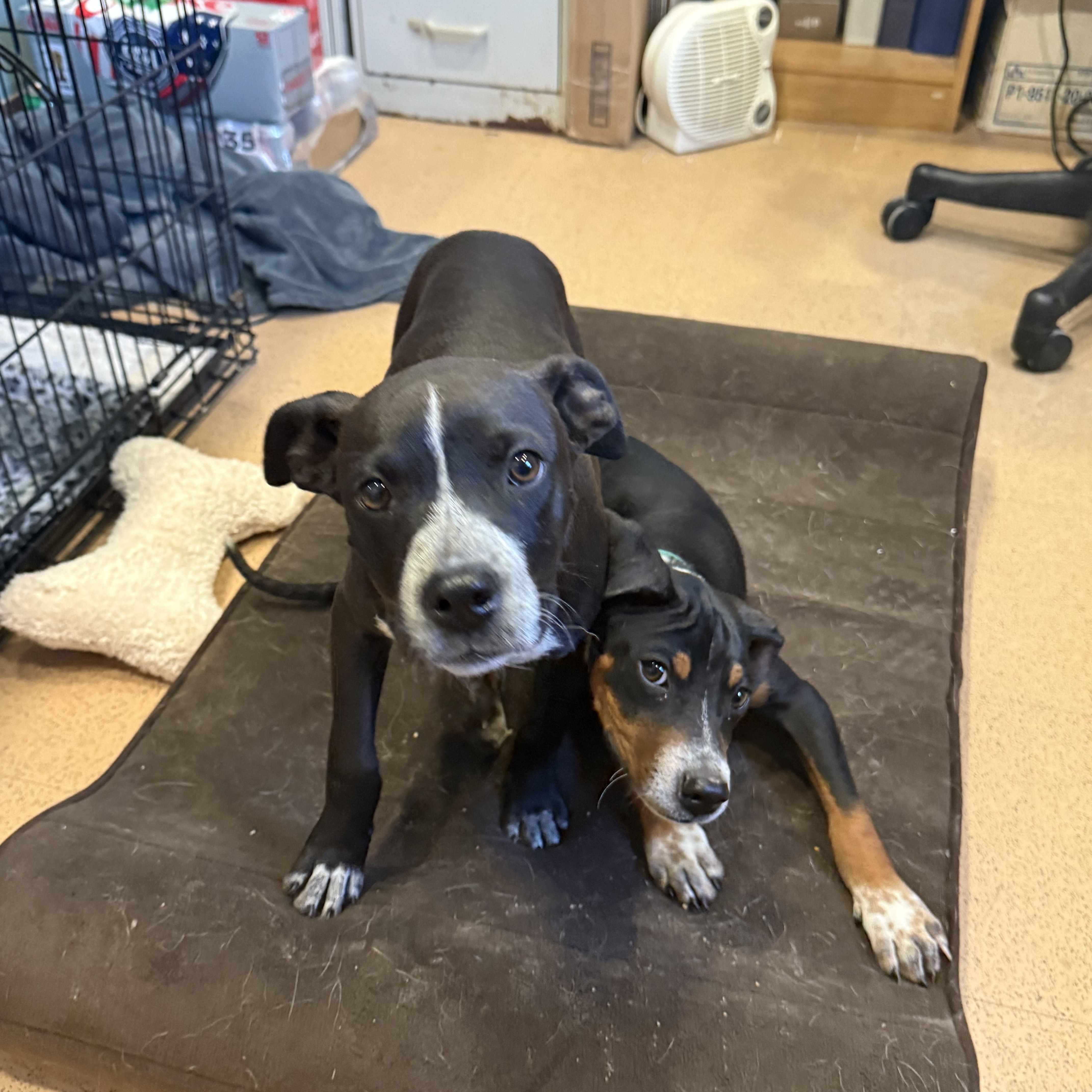 Enlarge Trinket, a ADOPTABLE mixed breed in Monroe, OH image 3/5