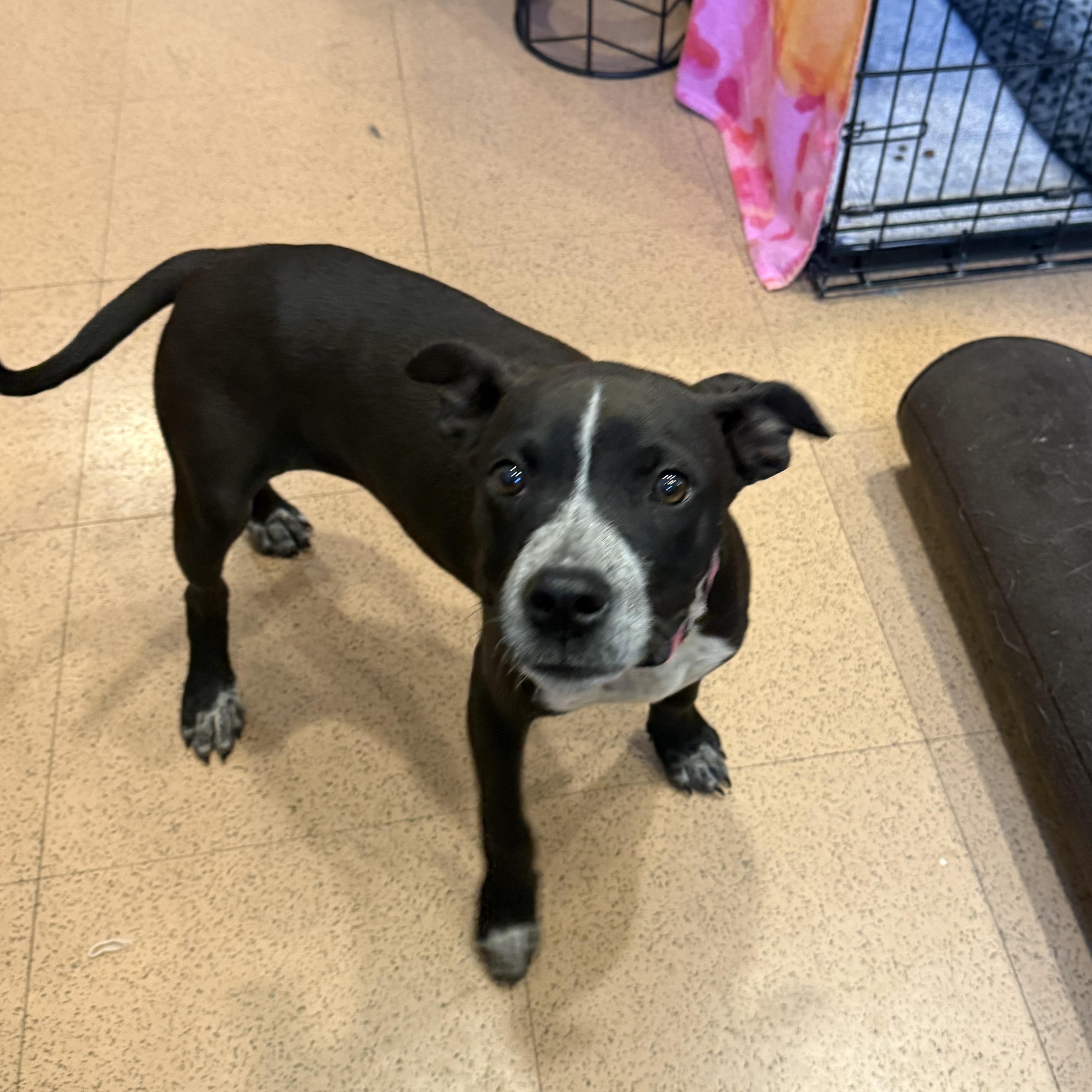 Enlarge Trinket, a ADOPTABLE mixed breed in Monroe, OH image 4/5