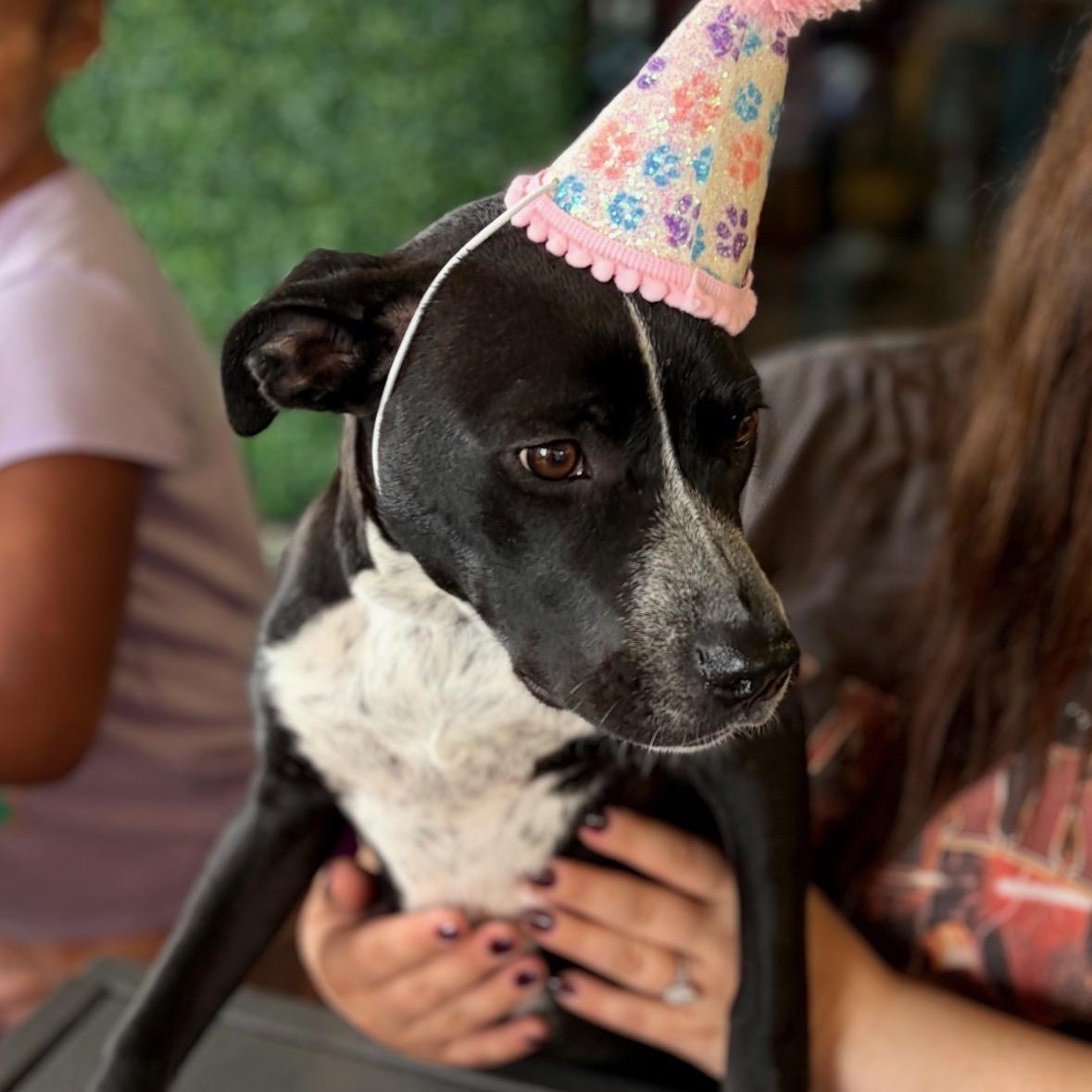 Enlarge Trinket, an adoptable mixed breed in Monroe, OH image 1/5