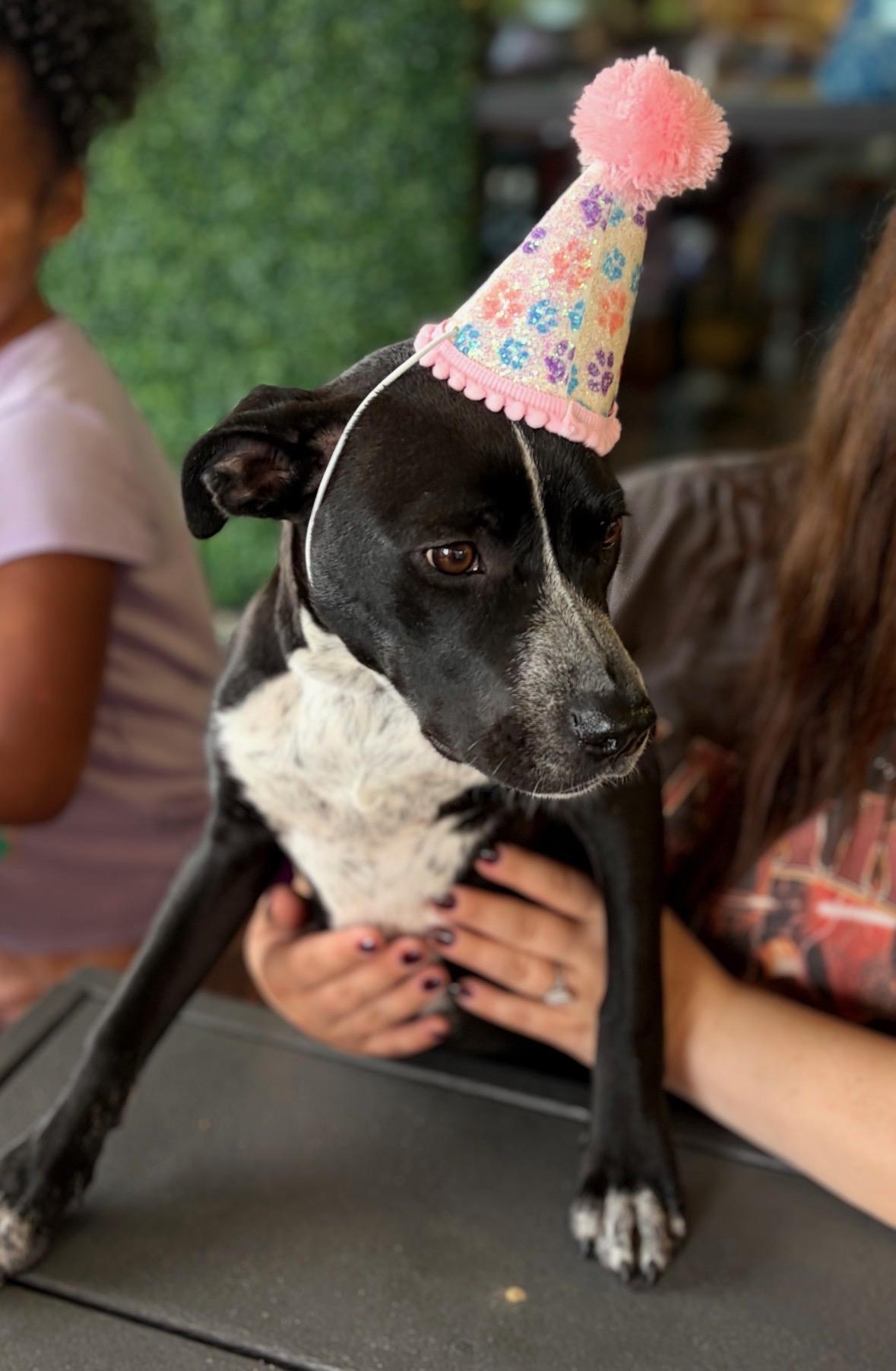 Trinket, an adoptable mixed breed in Monroe, OH image 1/6