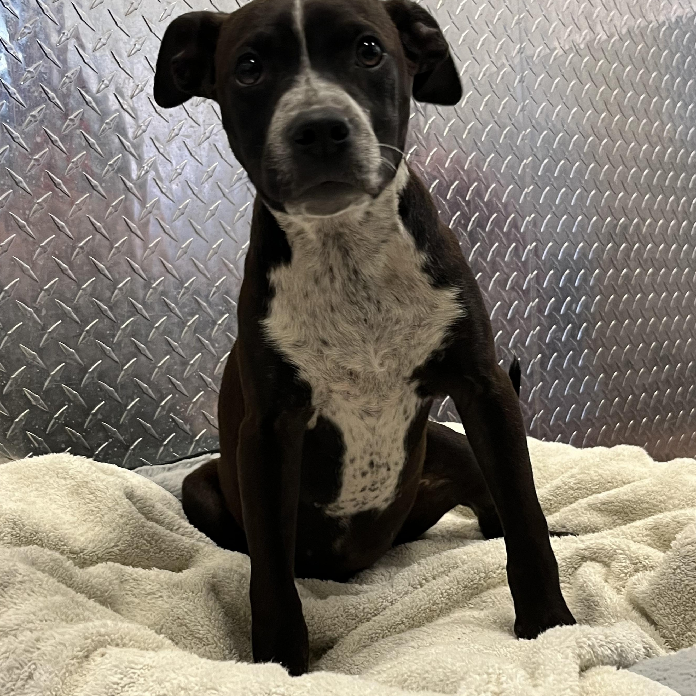 Enlarge Trinket, a ADOPTABLE mixed breed in Monroe, OH image 5/5
