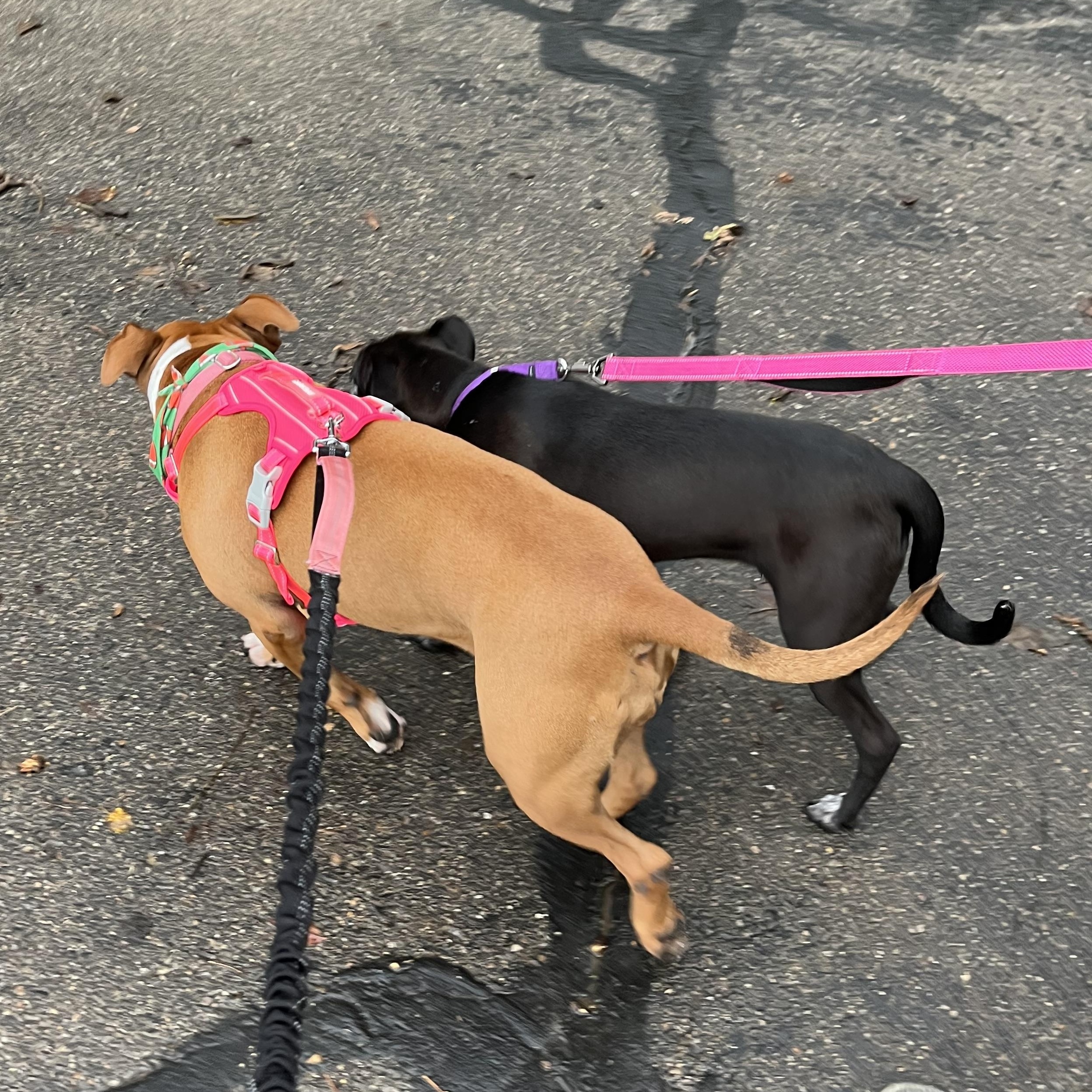 Enlarge Trinket, a Adoptable mixed breed in Monroe, OH image 6/6