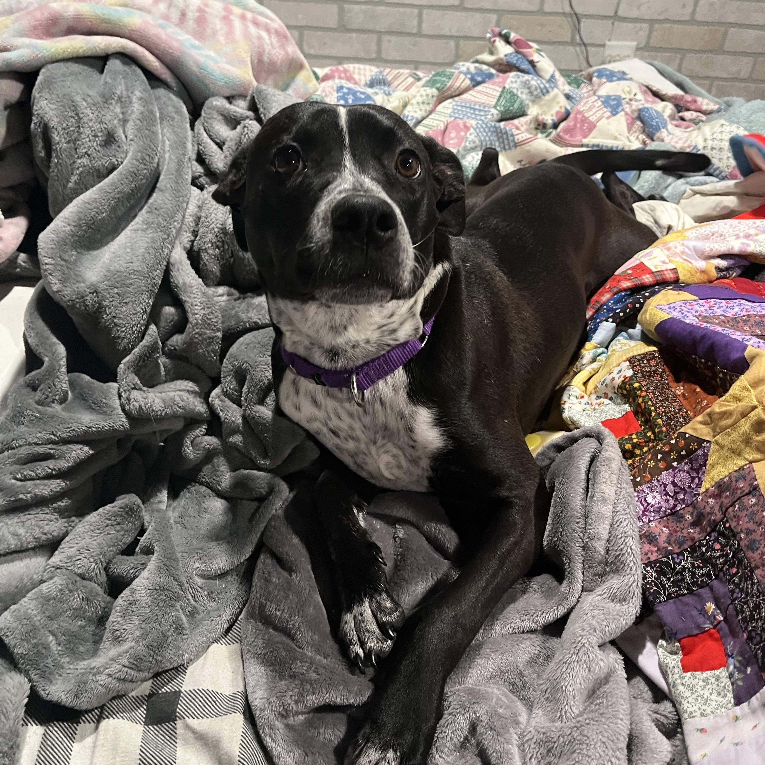 Enlarge Trinket, a Adoptable mixed breed in Monroe, OH image 4/6