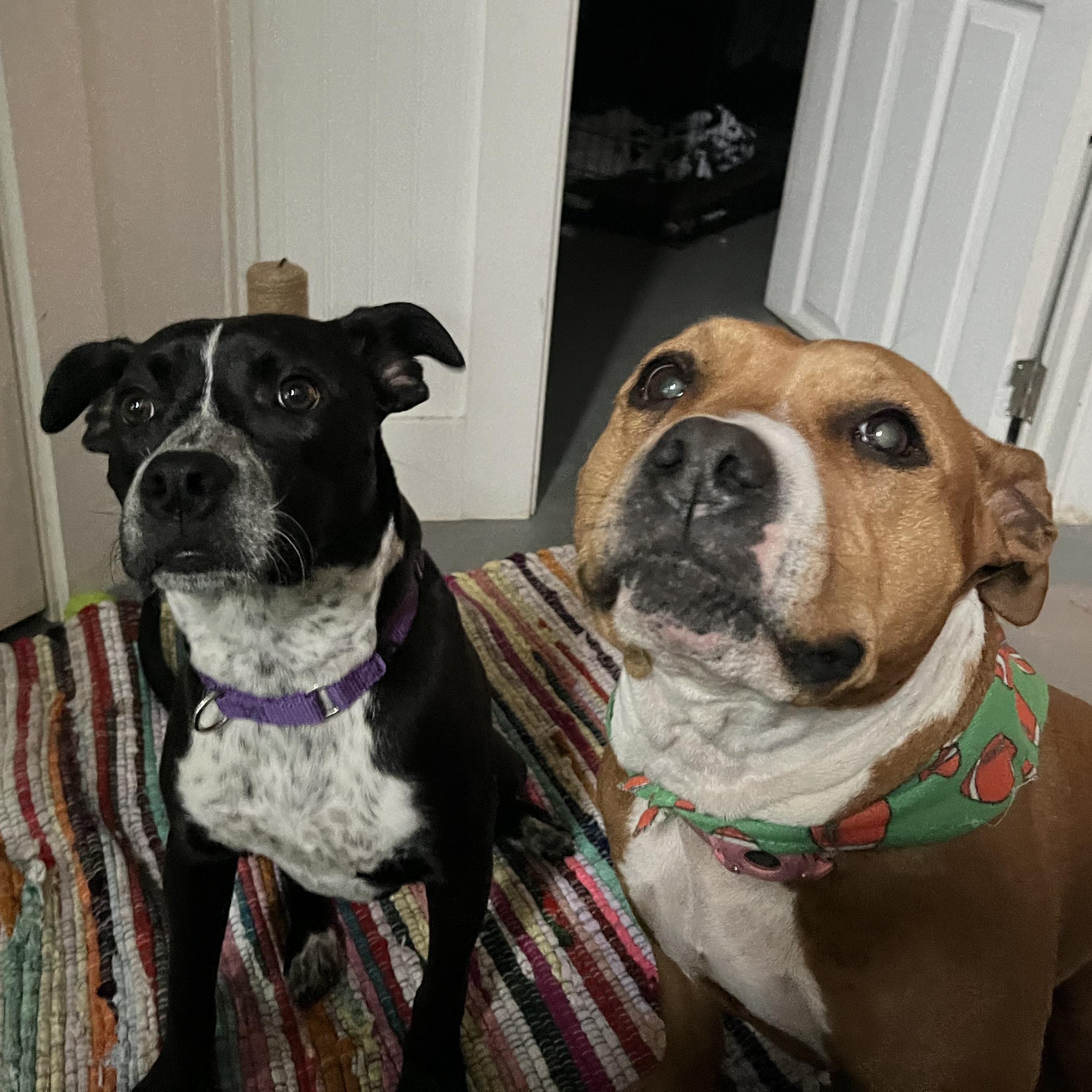 Enlarge Trinket, a Adoptable mixed breed in Monroe, OH image 5/6