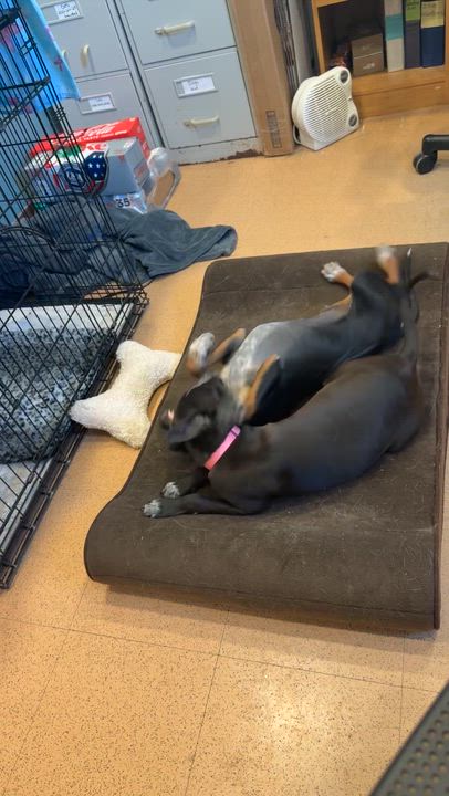 Enlarge Trinket, a ADOPTABLE mixed breed in Monroe, OH video 2/5