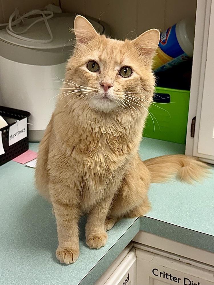 Maximillion, Adoptable, Adult Male Domestic Long Hair.