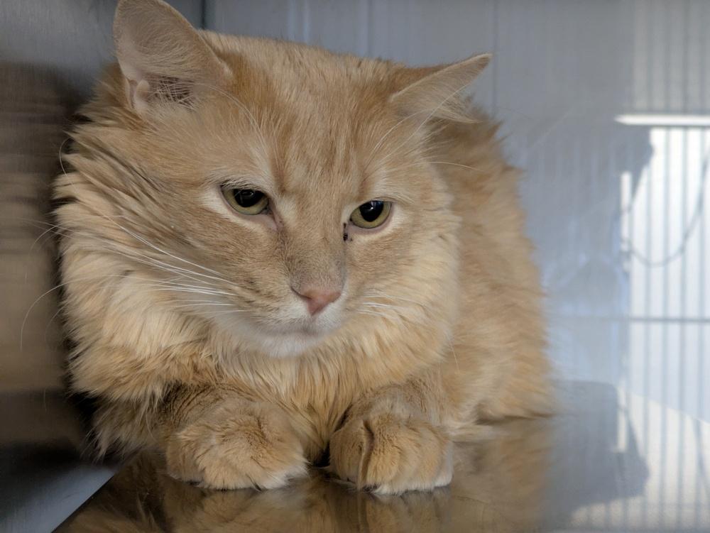 Enlarge Maximillion, a Adoptable mixed breed in Papillion, NE image 1/1