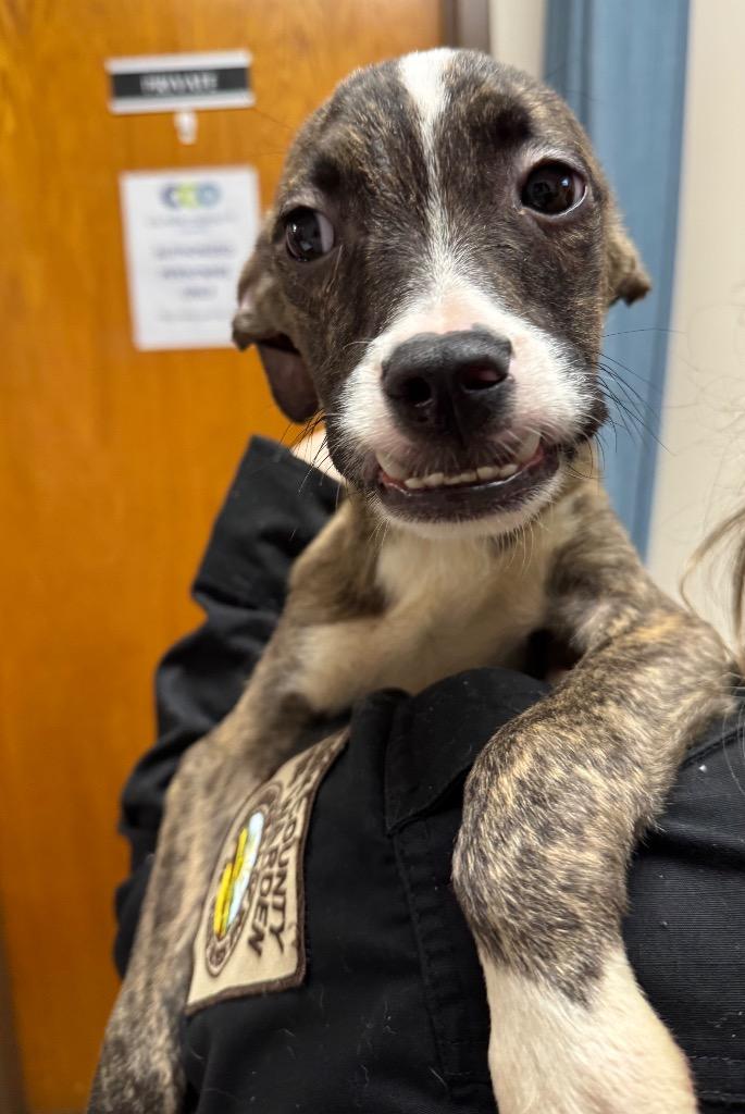 BooBoo, Adoptable, Puppy Male Mixed Breed.