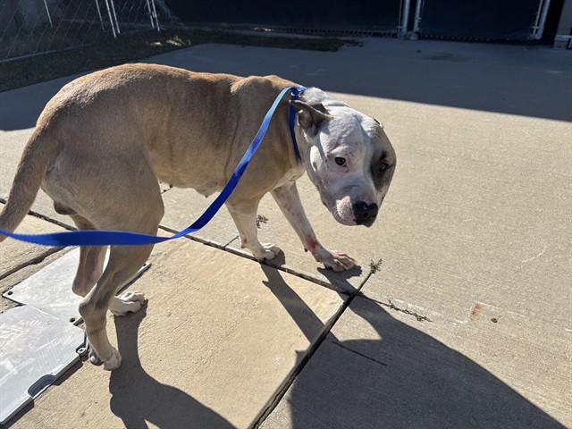 LOLA, Adoptable, Young Female American Staffordshire Terrier & Mixed Breed.