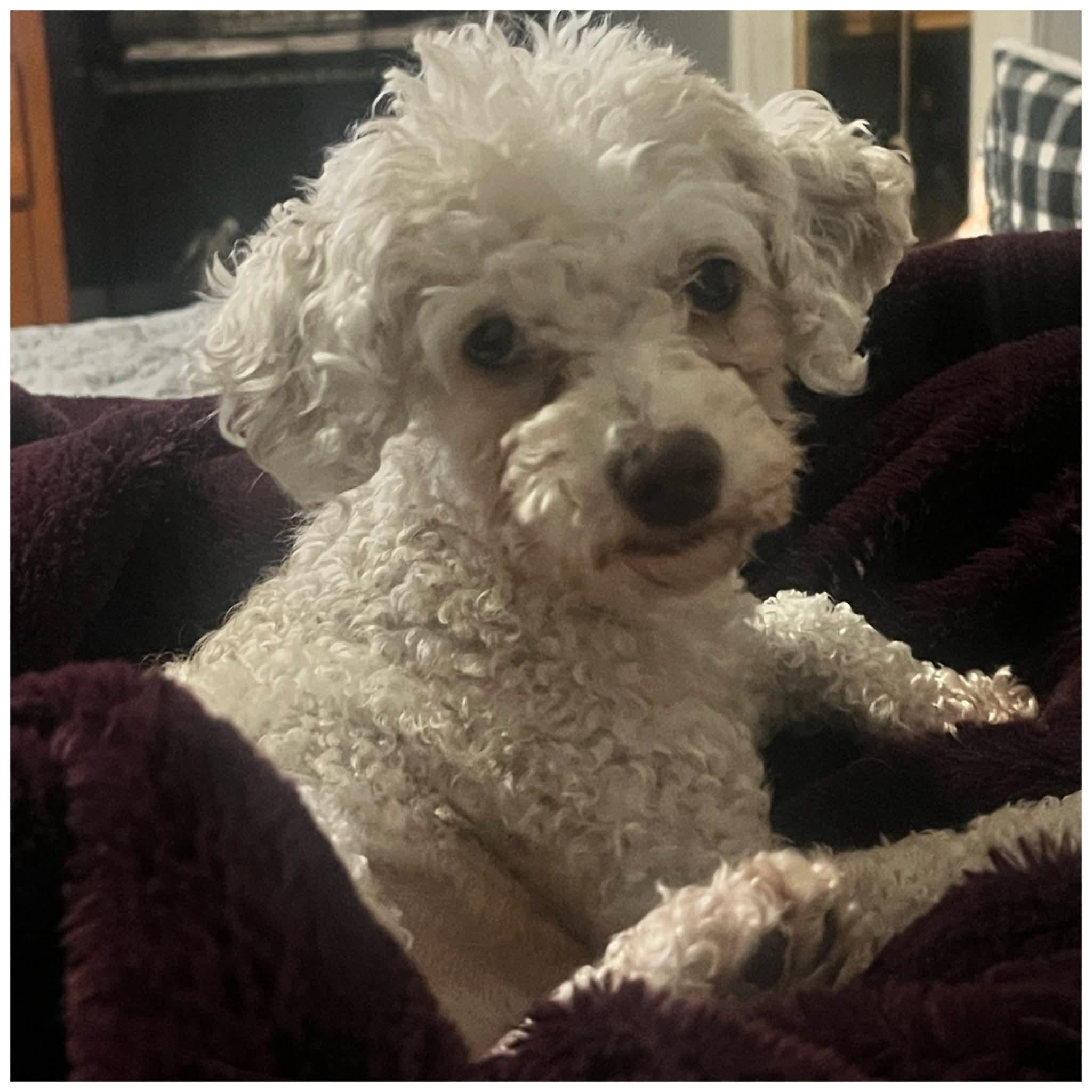 Skye, a ADOPTABLE mixed breed in Clovis, CA image 2/4