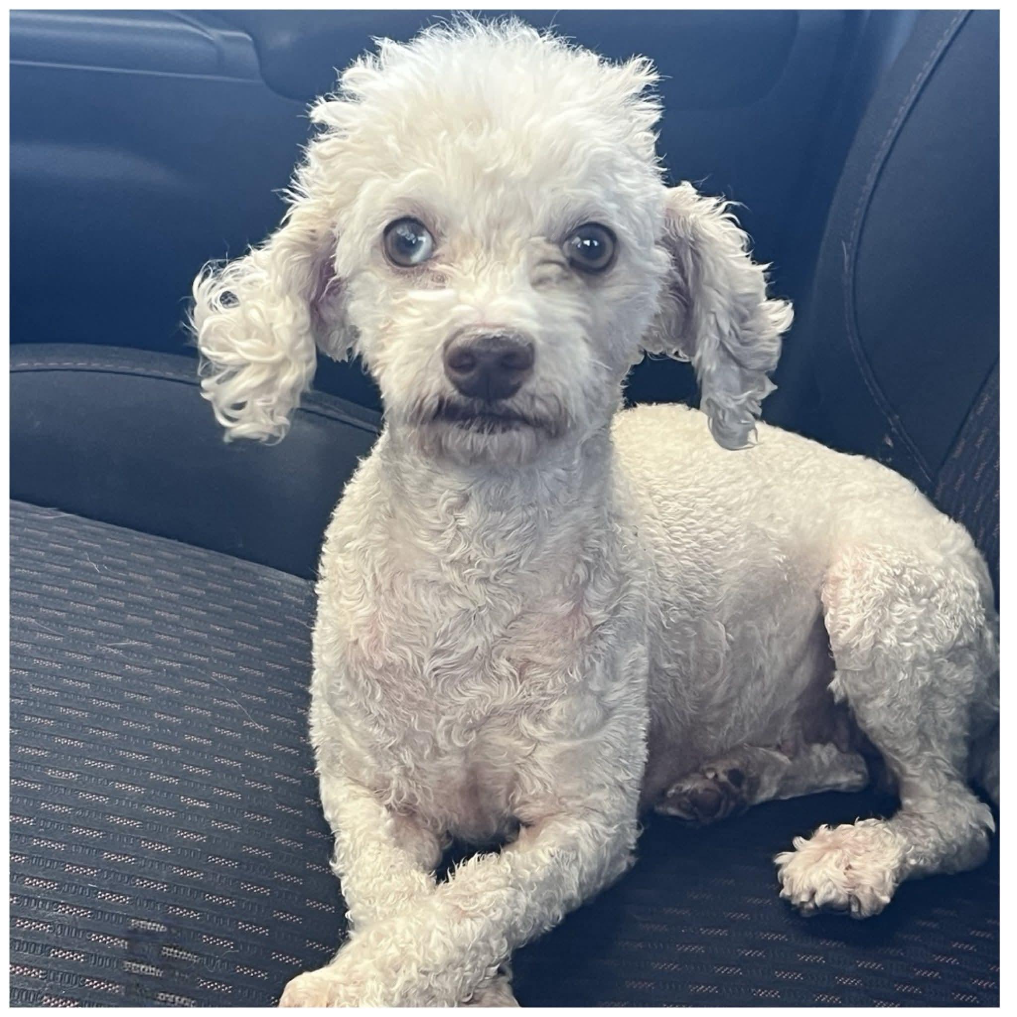 Skye, a ADOPTABLE mixed breed in Clovis, CA image 3/4