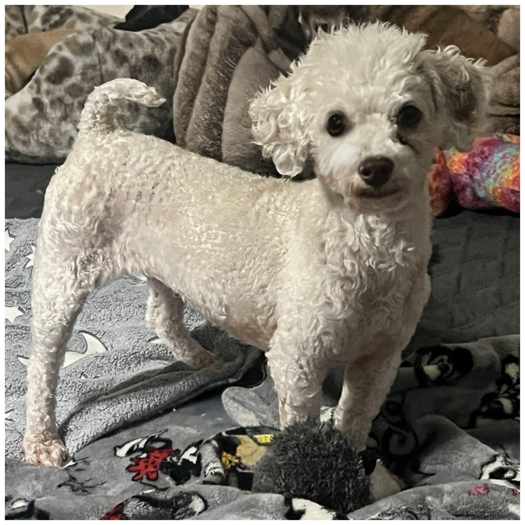 Skye, ADOPTABLE, Adult Female Miniature Poodle.