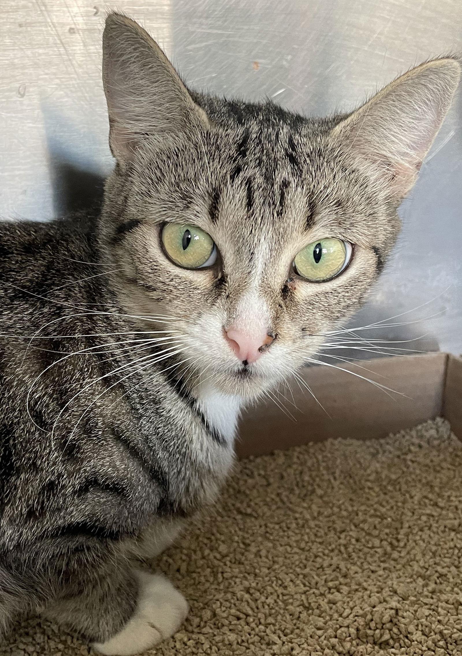 Alice, a Adoptable Tabby in Carrollton, GA image 1/3