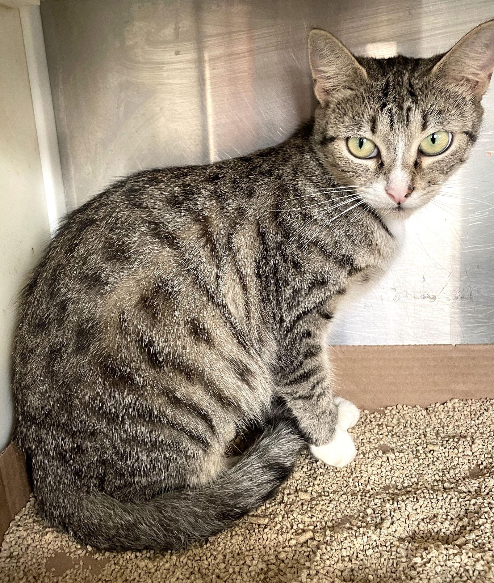 Alice, a Adoptable Tabby in Carrollton, GA image 2/3