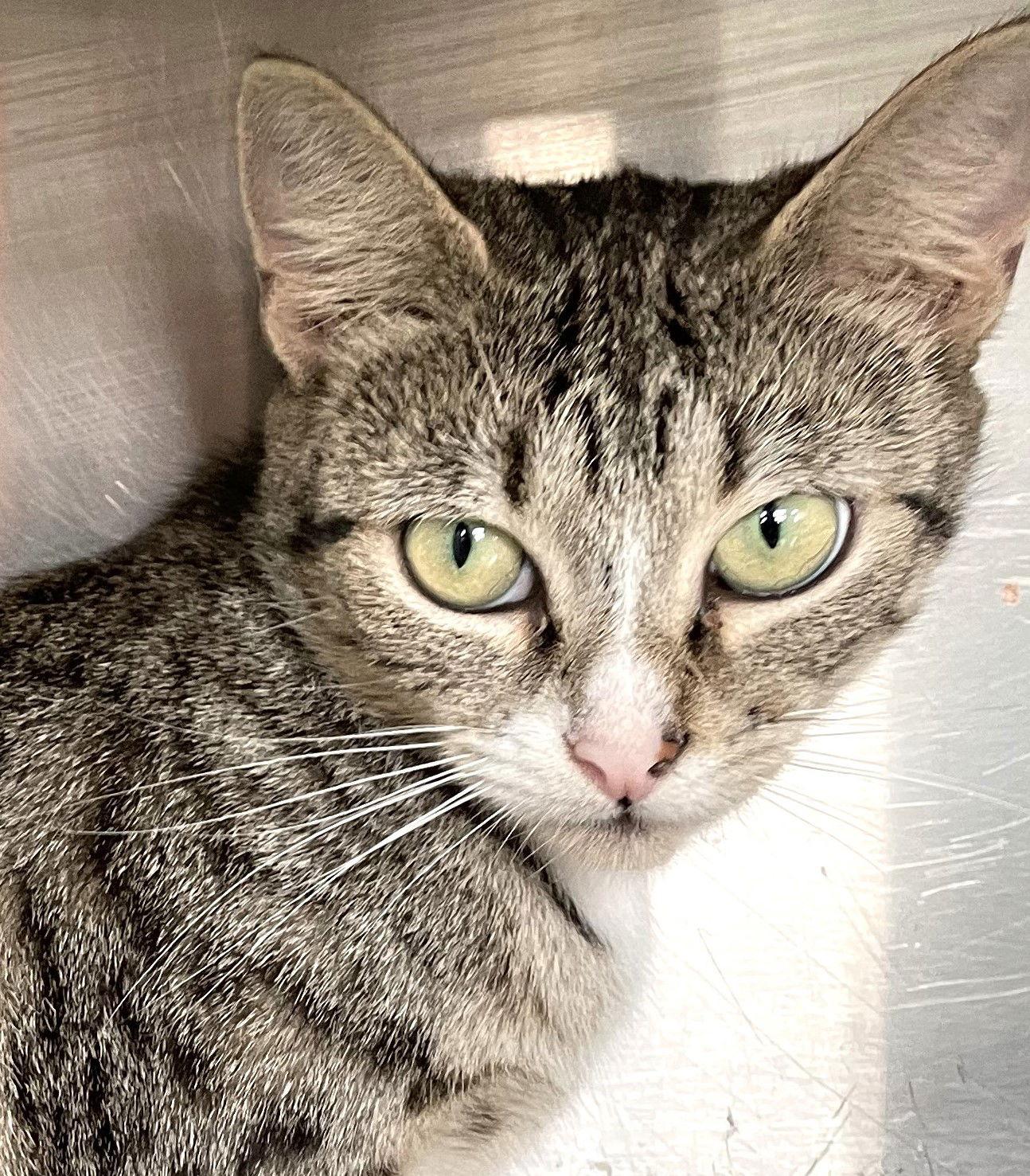 Alice, a Adoptable Tabby in Carrollton, GA image 3/3