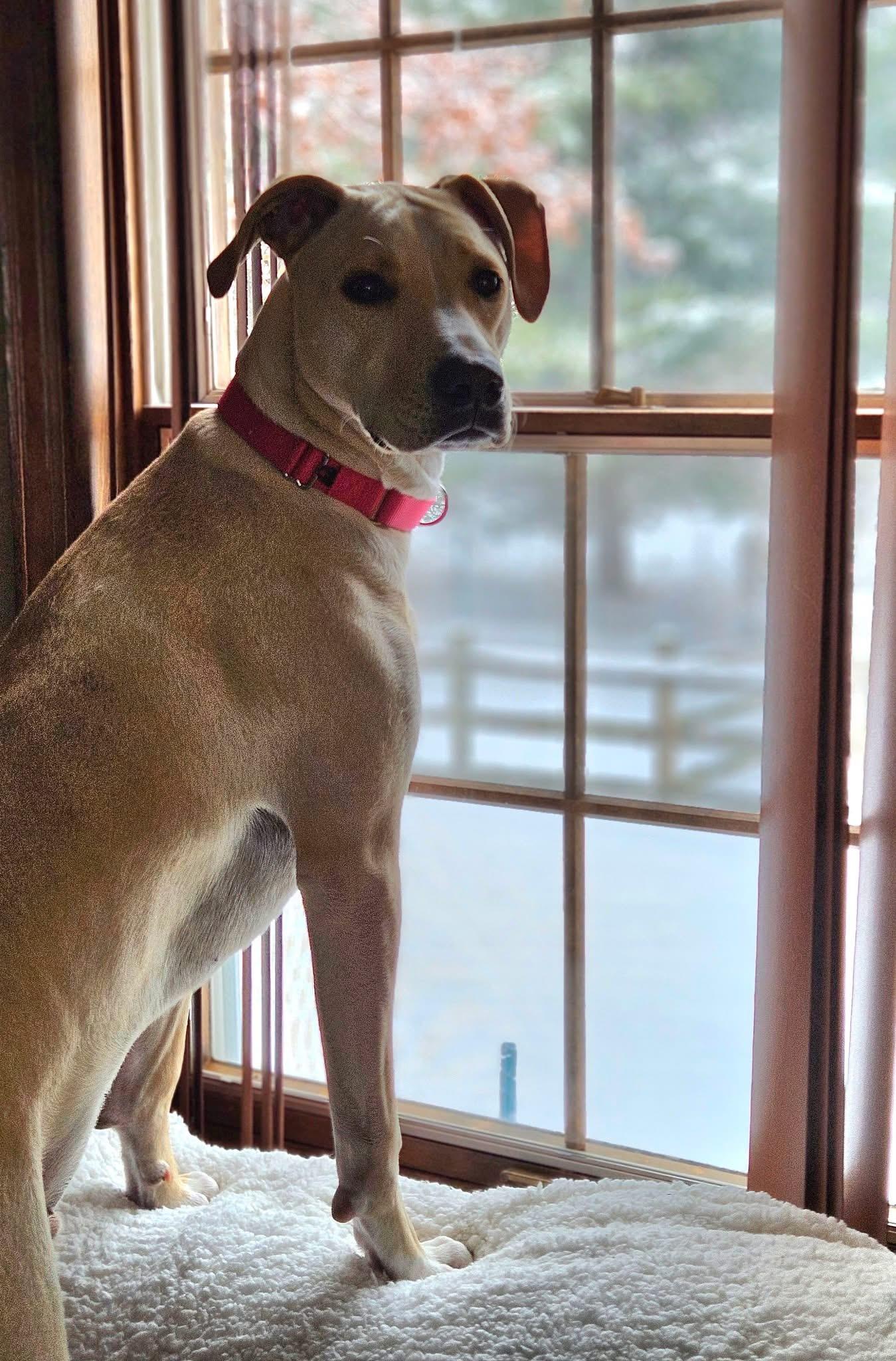 Enlarge Max, a Adoptable mixed breed in Toledo, OH image 1/6