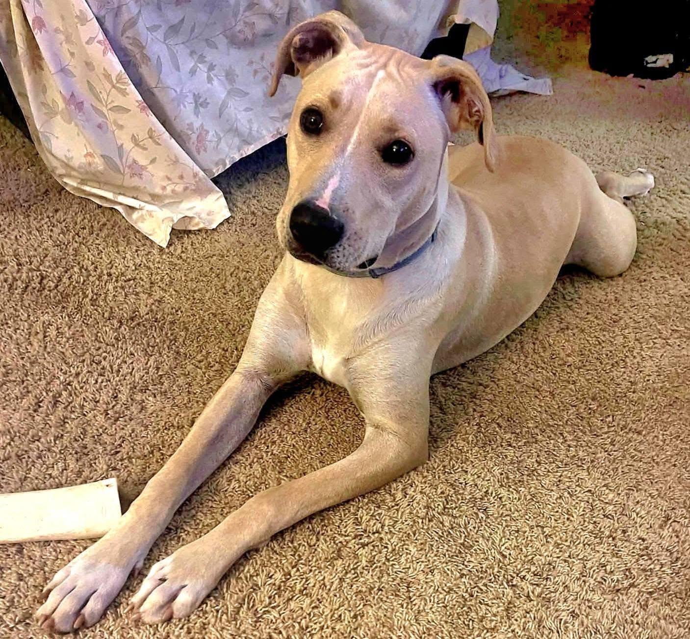 Enlarge Max, a Adoptable mixed breed in Toledo, OH image 2/6