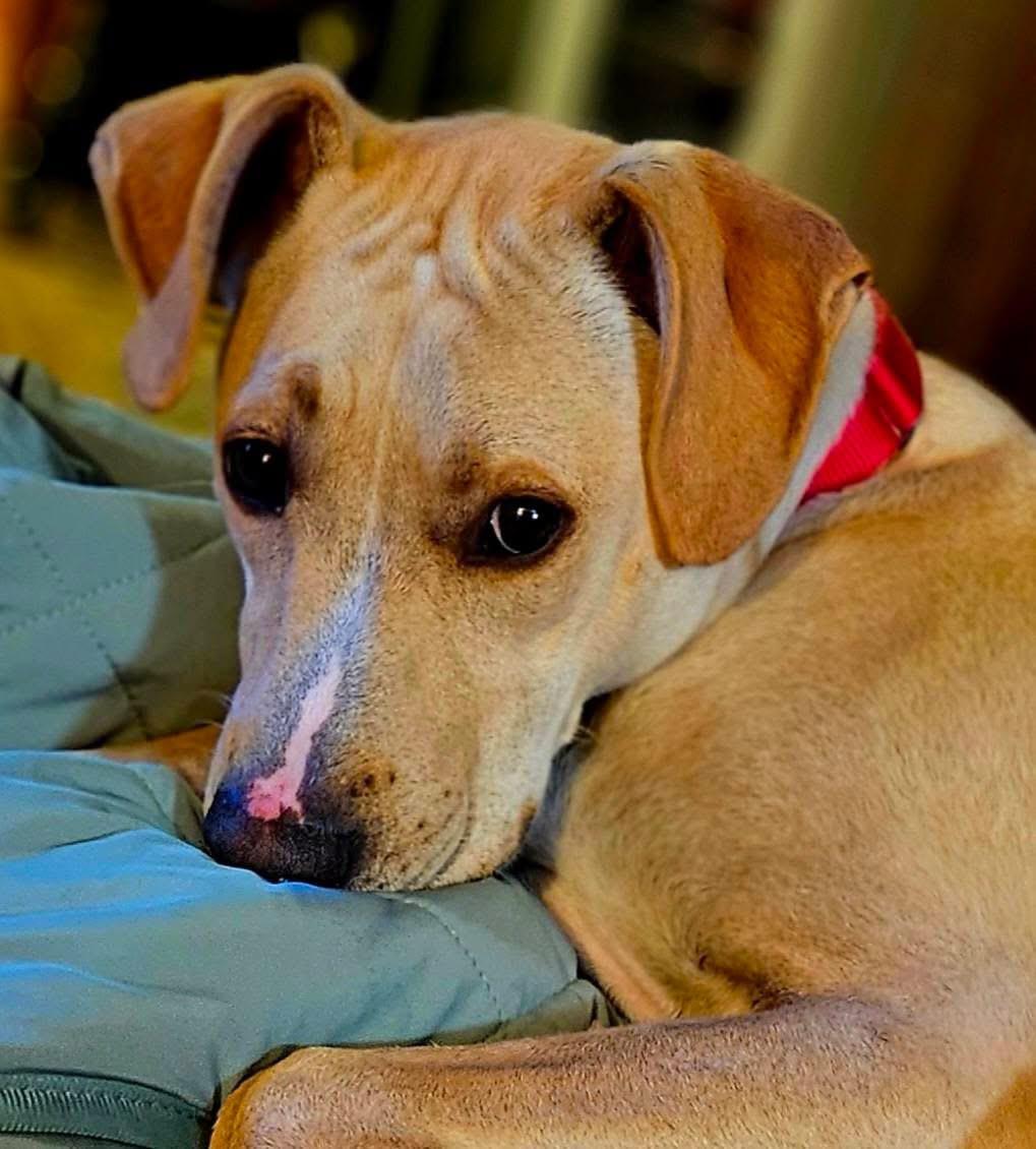 Enlarge Max, a Adoptable mixed breed in Toledo, OH image 5/6