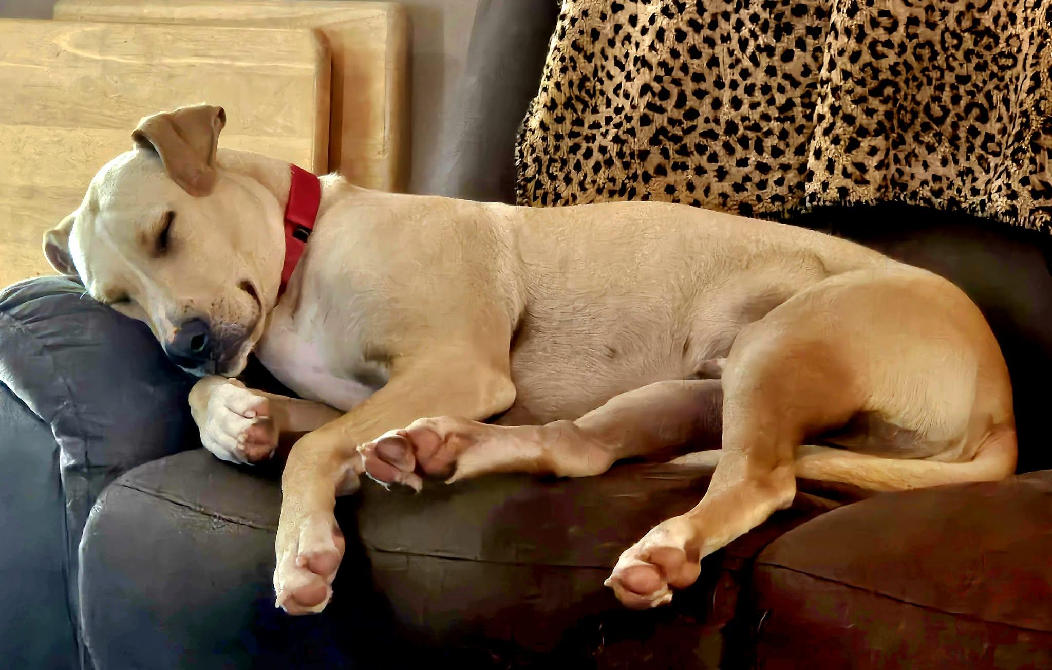 Enlarge Max, a Adoptable mixed breed in Toledo, OH image 6/6