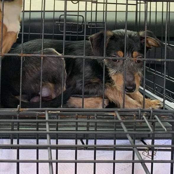 Ricky, Adoptable, Young Male Wirehaired Terrier.