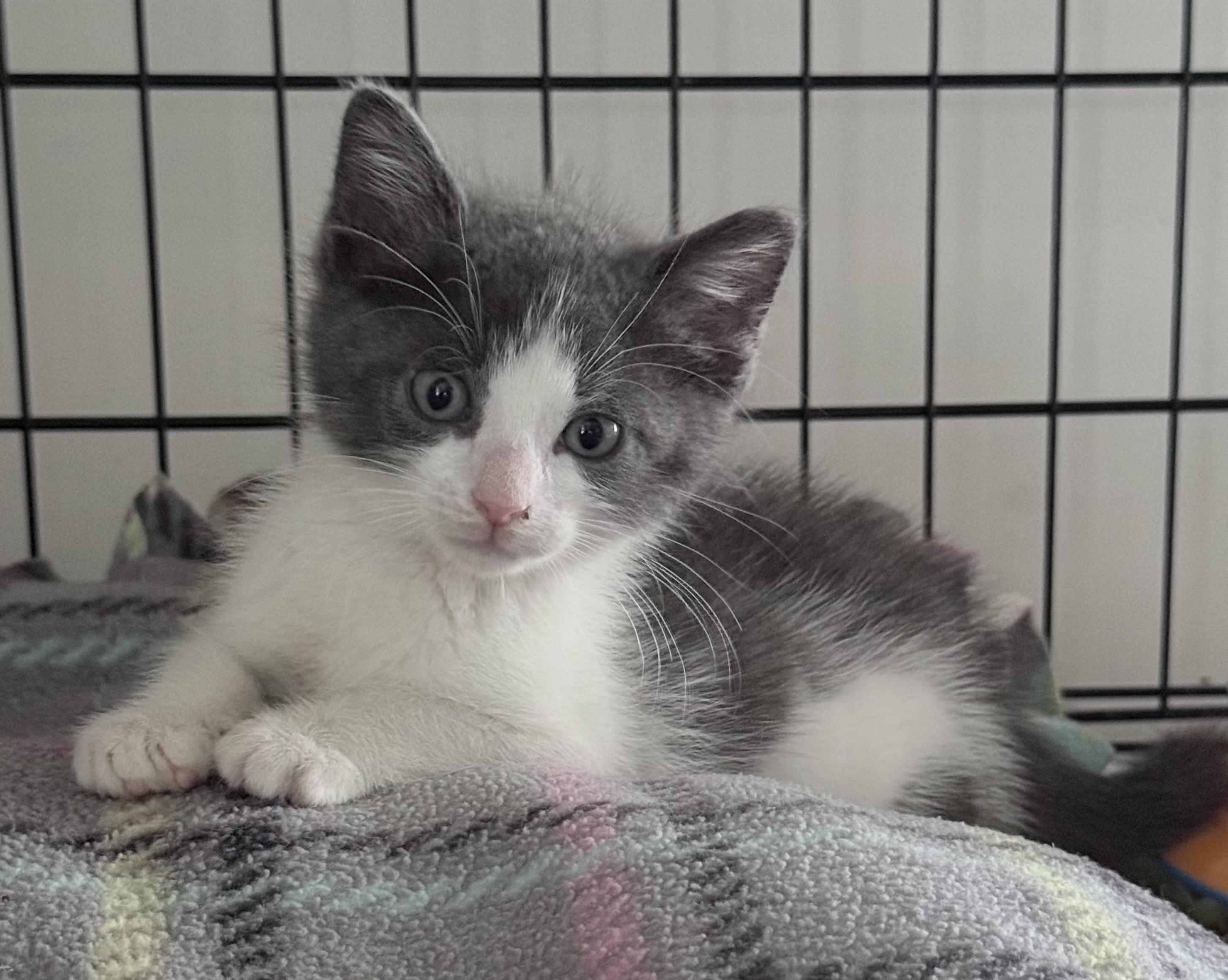 Enlarge Puff, a ADOPTABLE mixed breed in Long Beach, NY image 1/1