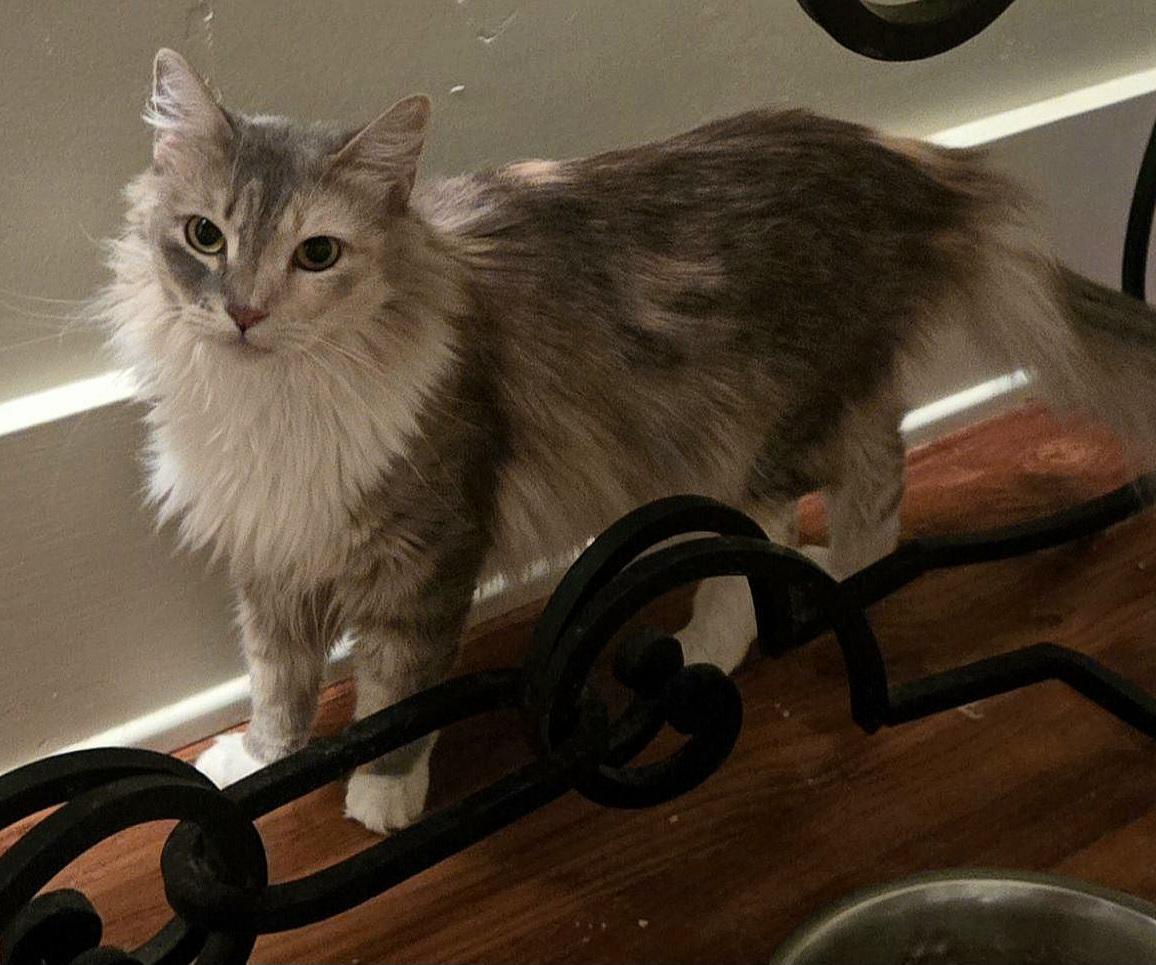 Serafina, Adoptable, Adult Female Dilute Calico.