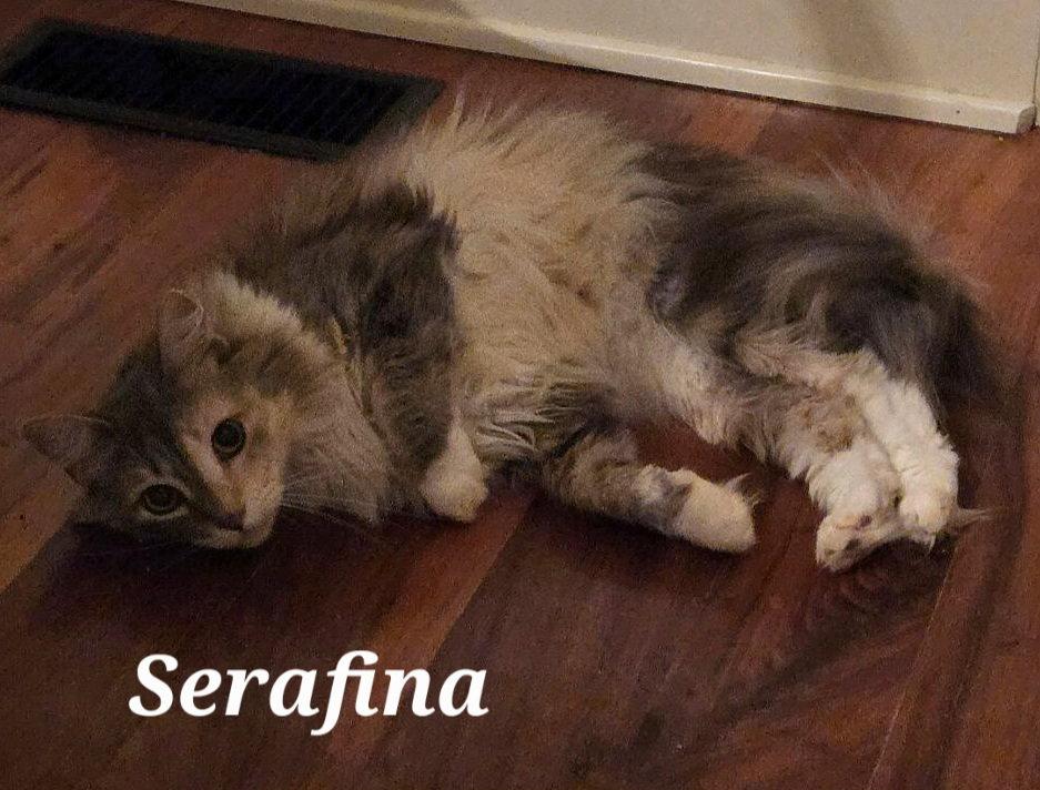 Serafina, a Adoptable Dilute Calico in Monrovia, CA image 2/3