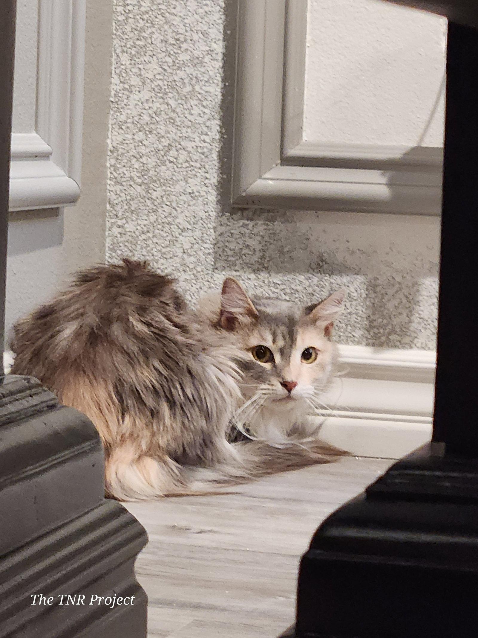 Serafina, a Adoptable Dilute Calico in Monrovia, CA image 3/3