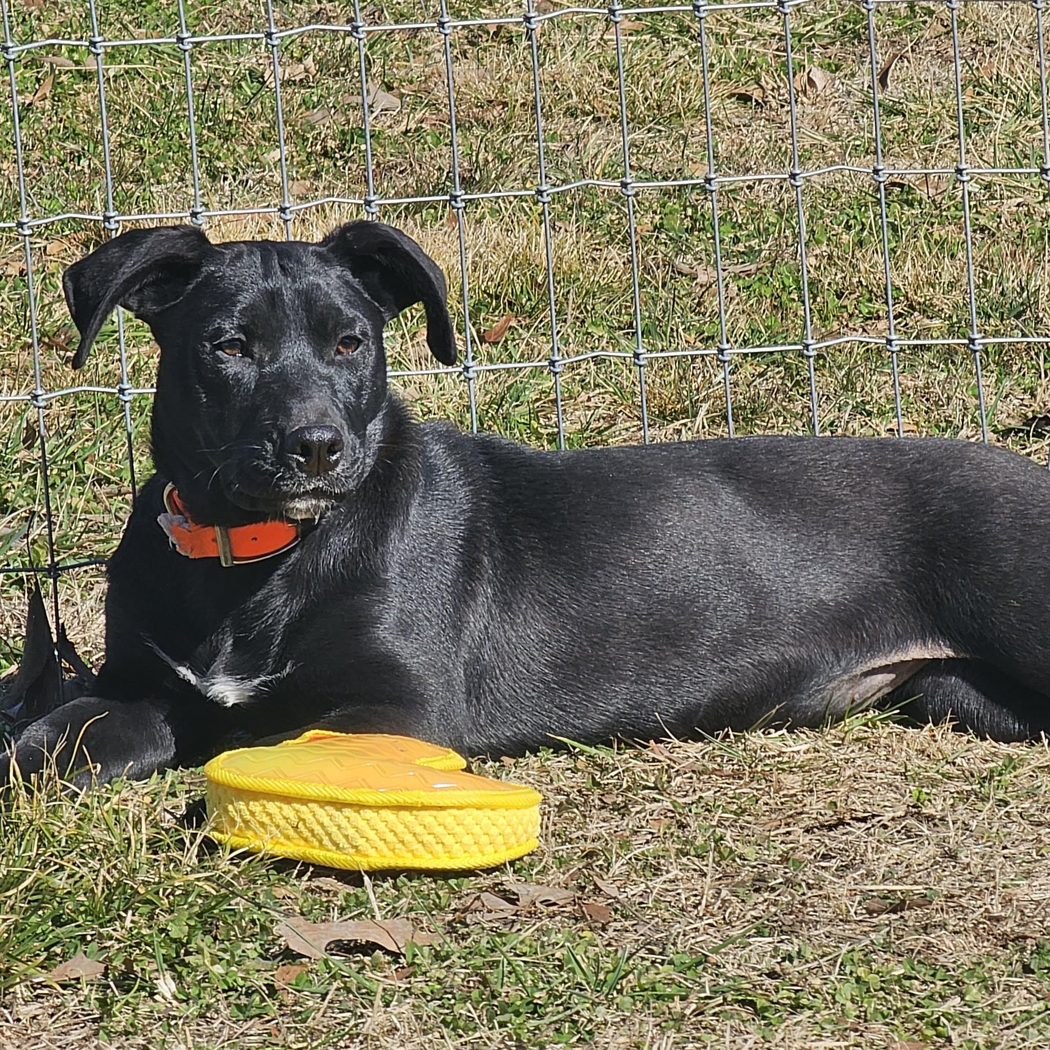 Jade, a ADOPTABLE mixed breed in Hopkinton, MA image 2/6