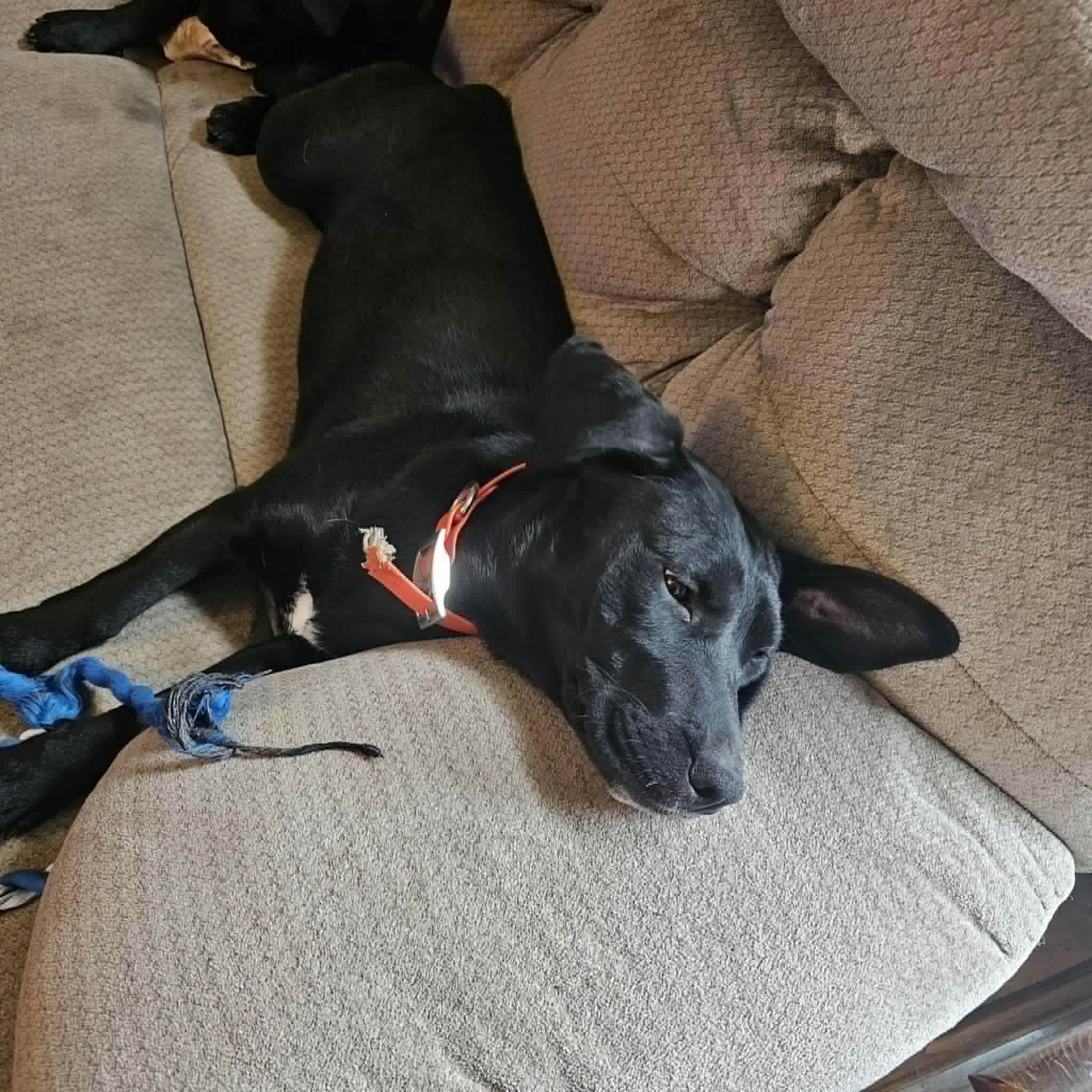 Jade, a ADOPTABLE mixed breed in Hopkinton, MA image 6/6