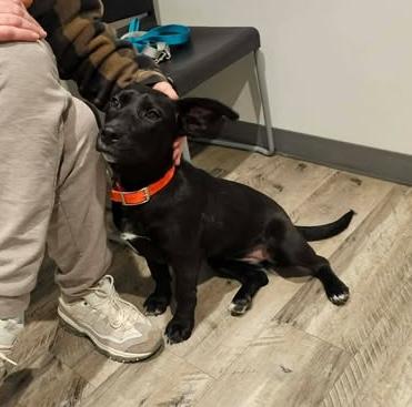 Jade, a ADOPTABLE mixed breed in Hopkinton, MA image 5/6