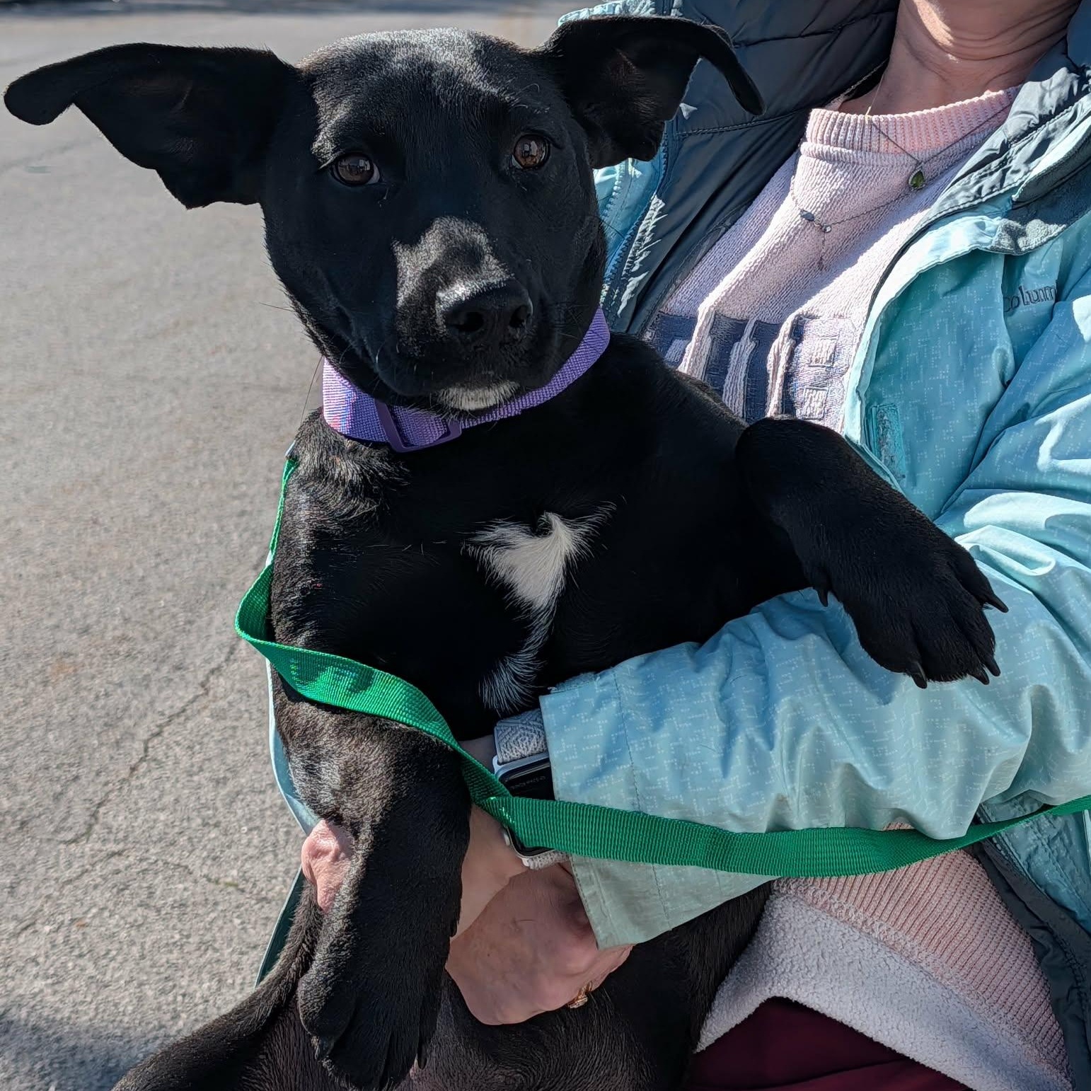 Jade, a ADOPTABLE mixed breed in Hopkinton, MA image 1/6