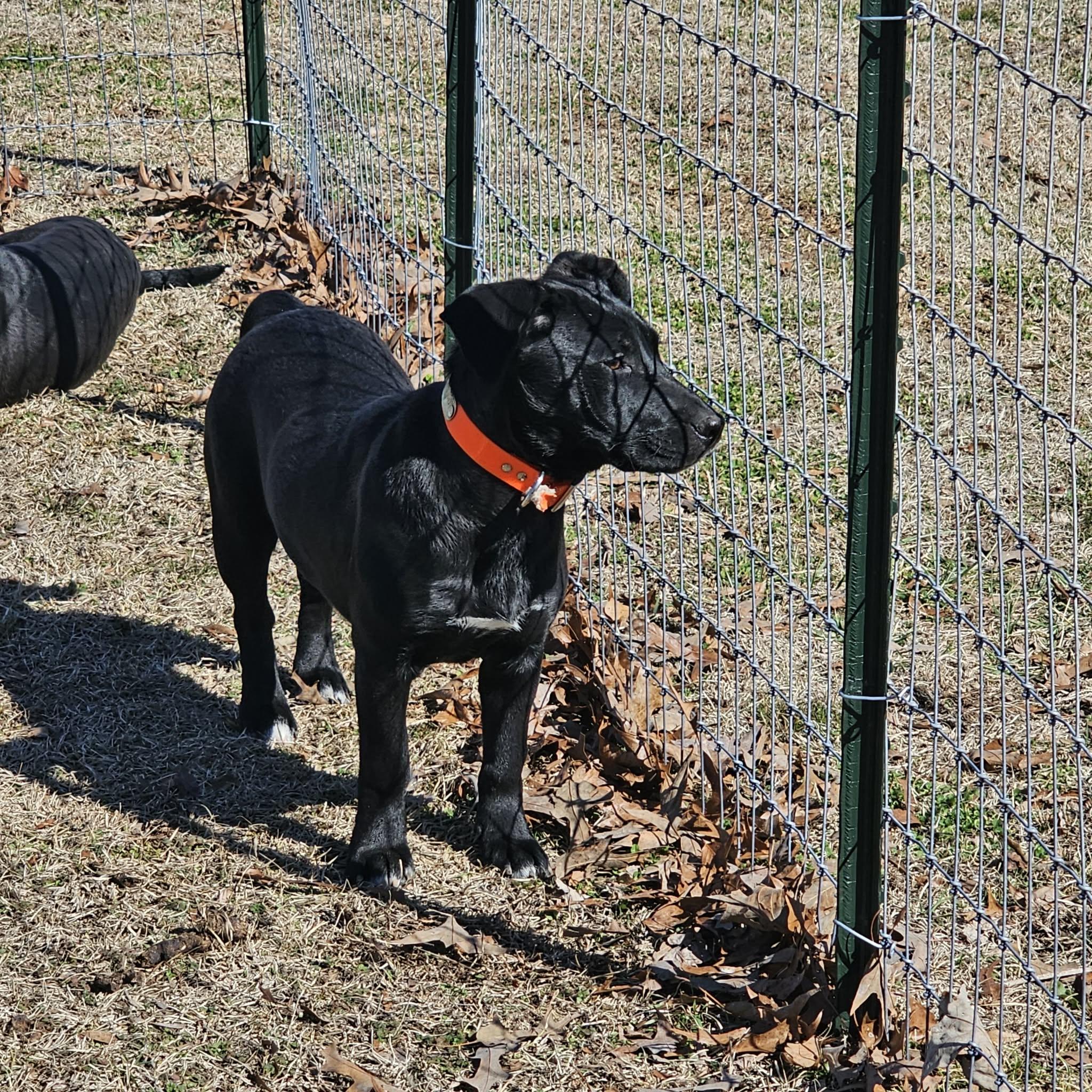 Jade, a ADOPTABLE mixed breed in Hopkinton, MA image 4/6