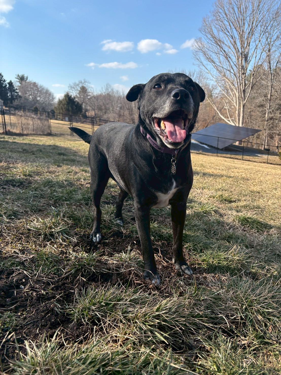 Enlarge Wally , a ADOPTABLE mixed breed in POTOMAC, MD image 2/6