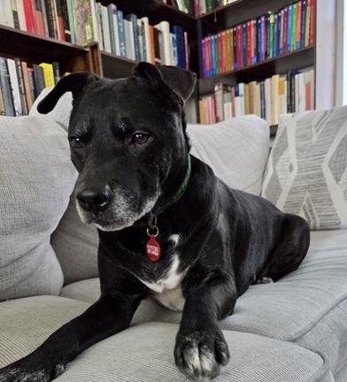 Enlarge Wally , a ADOPTABLE mixed breed in POTOMAC, MD image 4/6