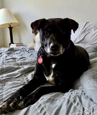 Enlarge Wally , a ADOPTABLE mixed breed in POTOMAC, MD image 6/6