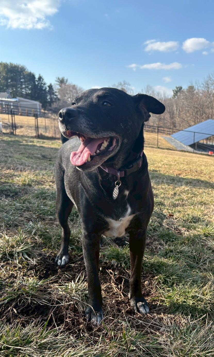 Wally , ADOPTABLE, Senior Male Labrador Retriever.