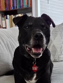 Enlarge Wally , a ADOPTABLE mixed breed in POTOMAC, MD image 5/6