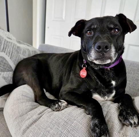 Wally , ADOPTABLE, Adult Male Labrador Retriever.