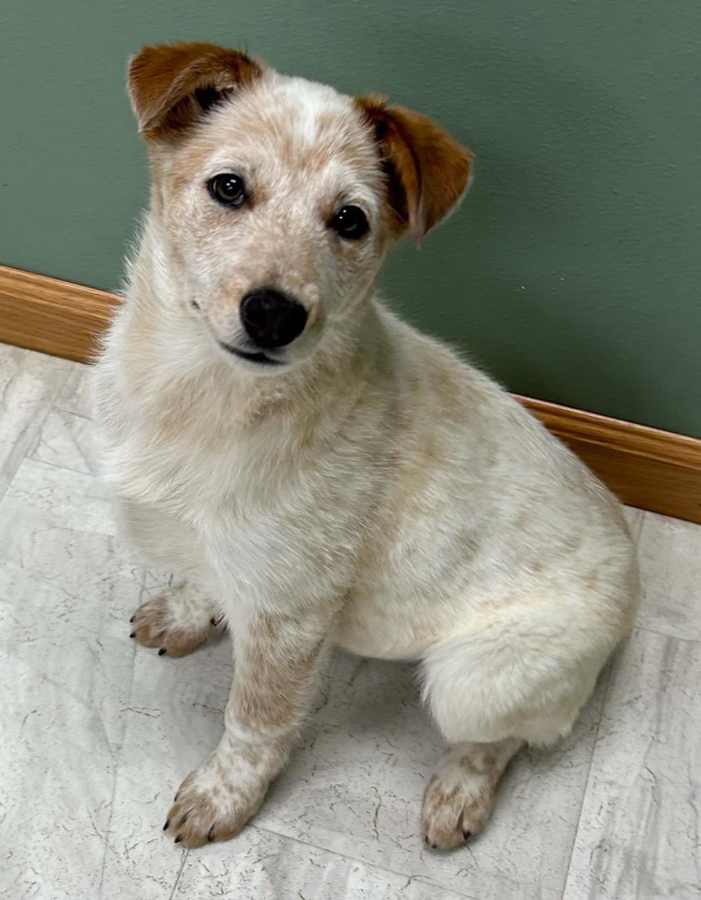 Enlarge Soup, an adopted mixed breed in Neillsville, WI image 3/5