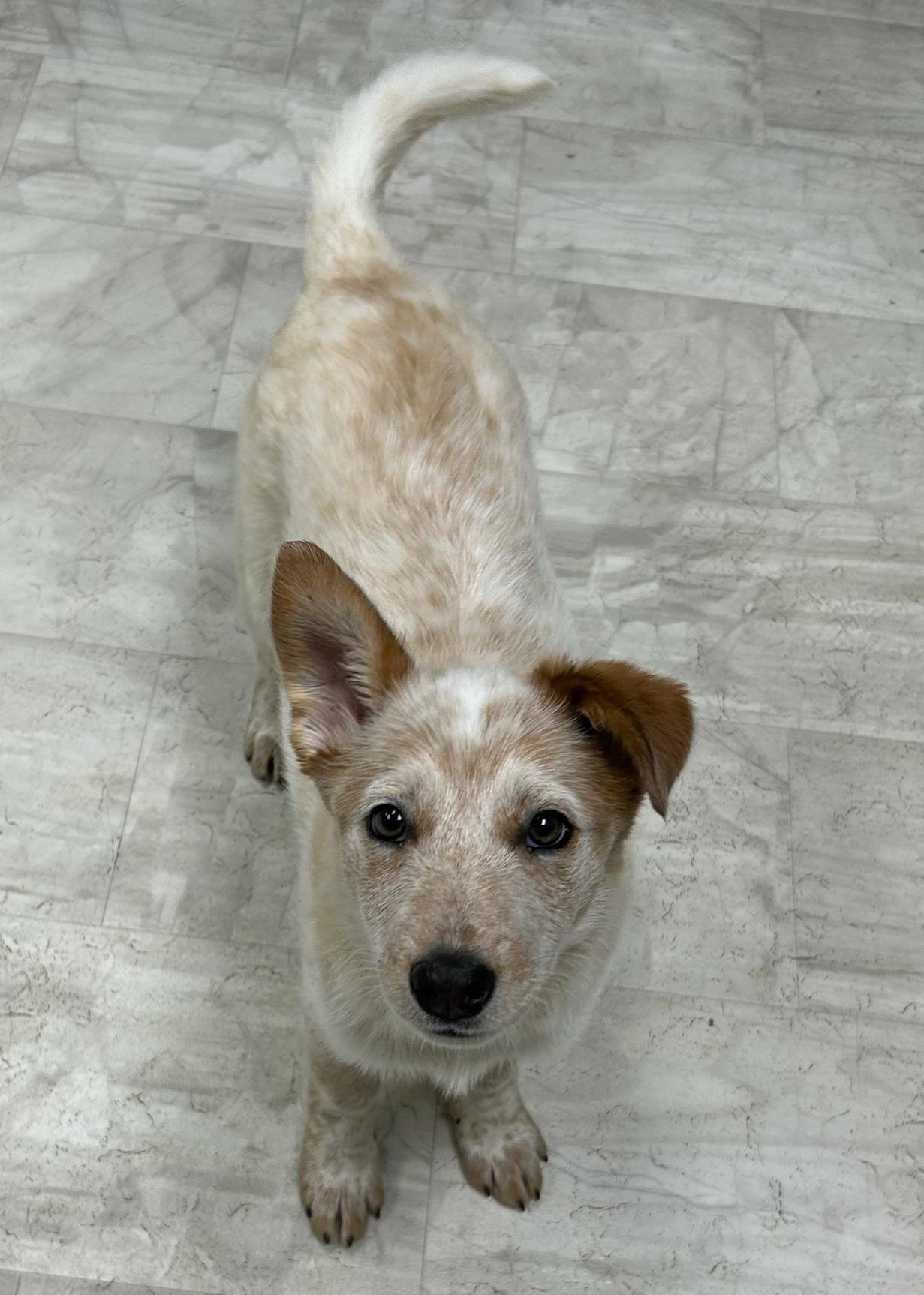 Enlarge Soup, an adopted mixed breed in Neillsville, WI image 5/5