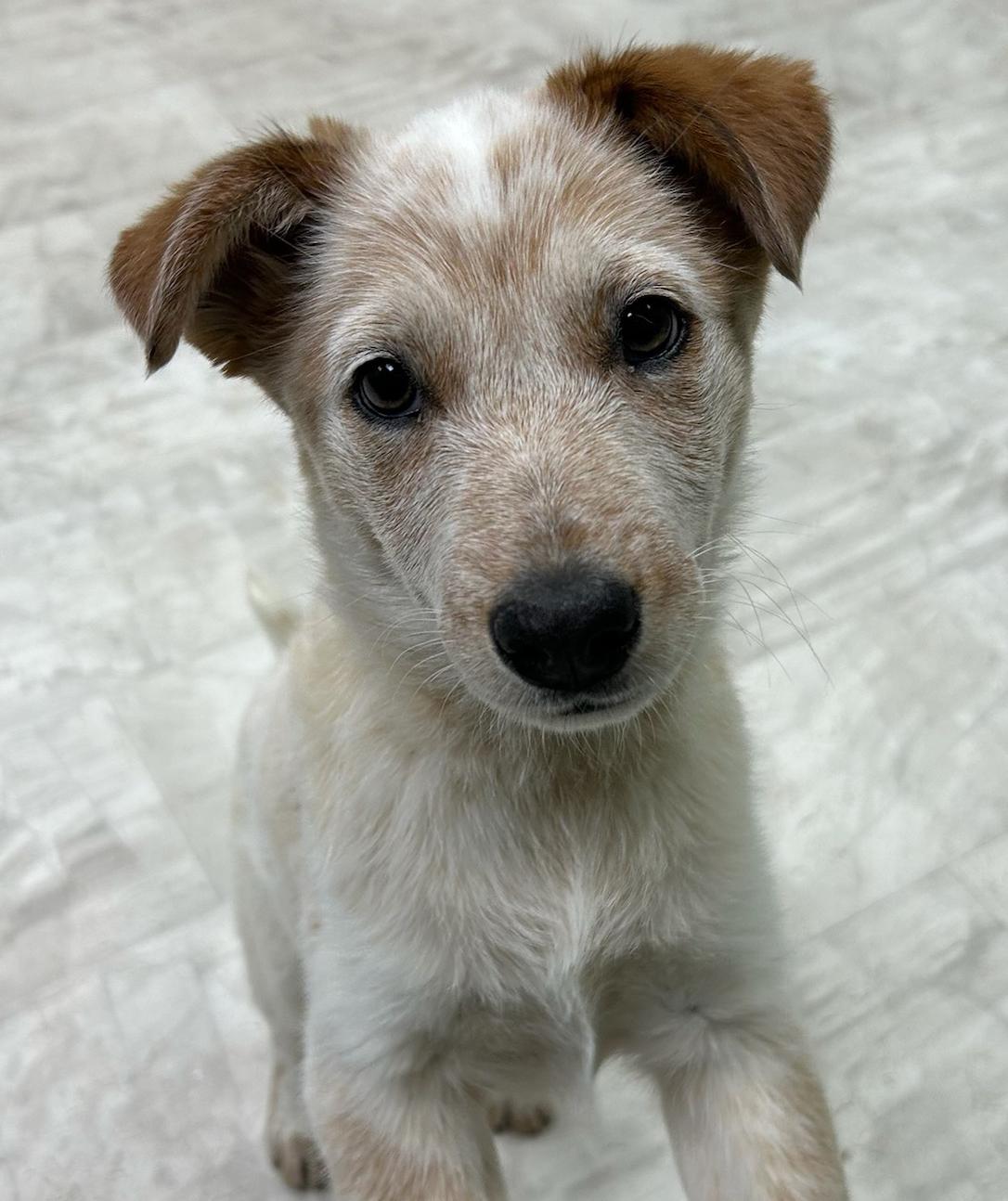 Soup, adopted, Puppy Female Australian Cattle Dog / Blue Heeler.