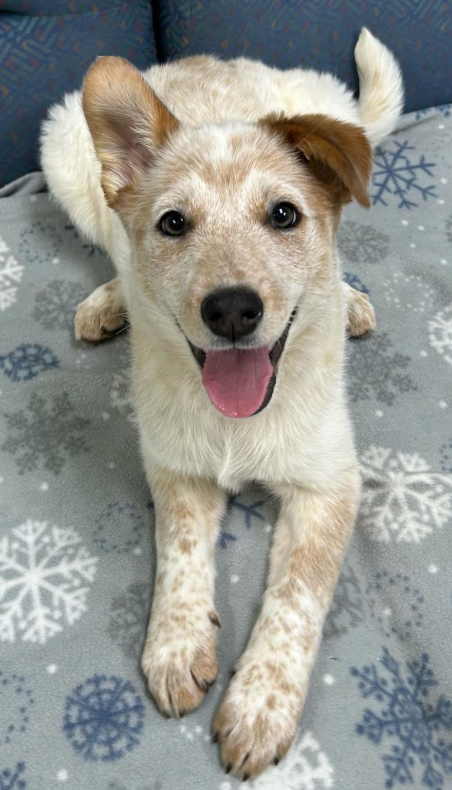 Enlarge Soup, an adopted mixed breed in Neillsville, WI image 2/5