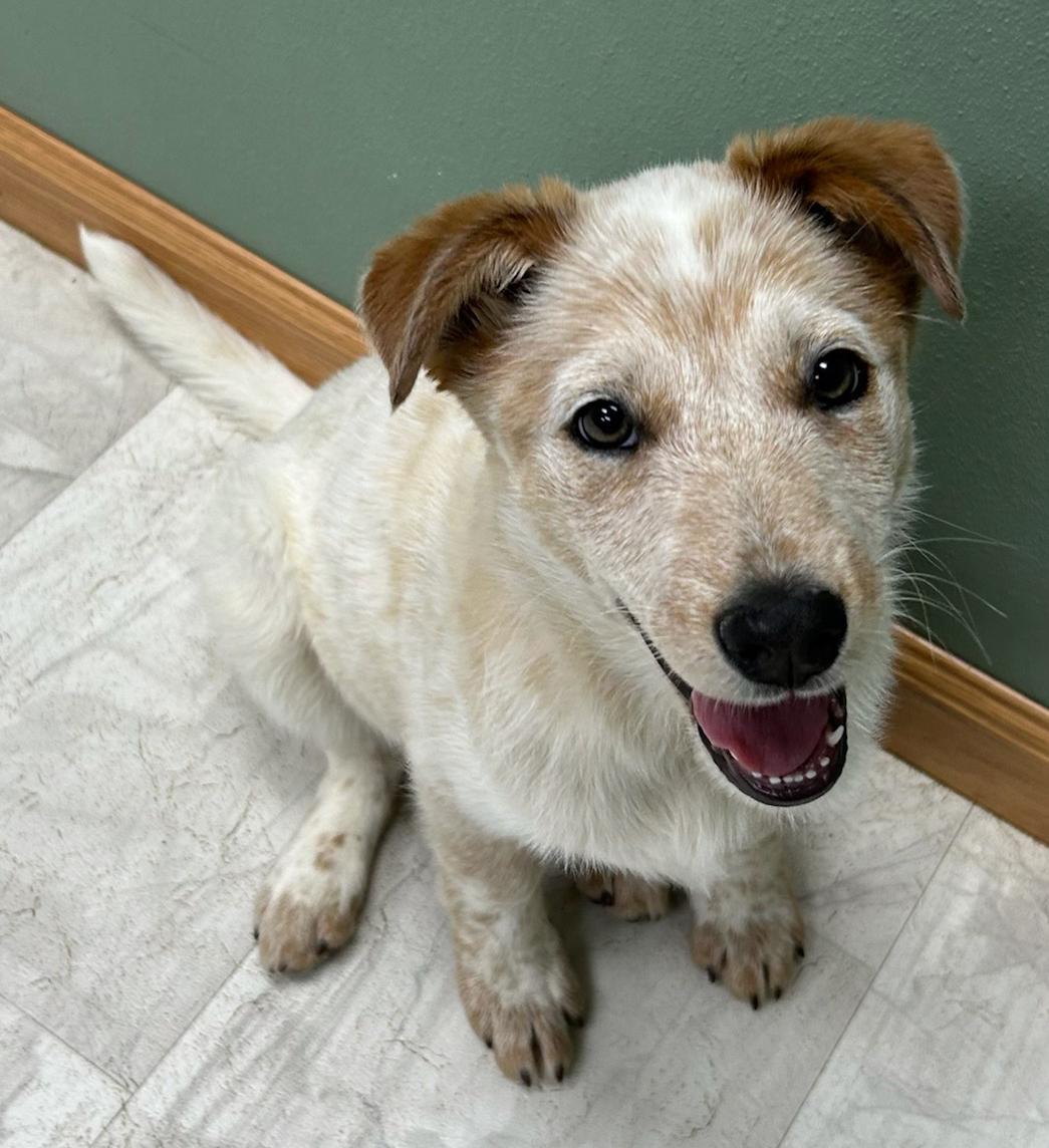 Enlarge Soup, an adopted mixed breed in Neillsville, WI image 4/5