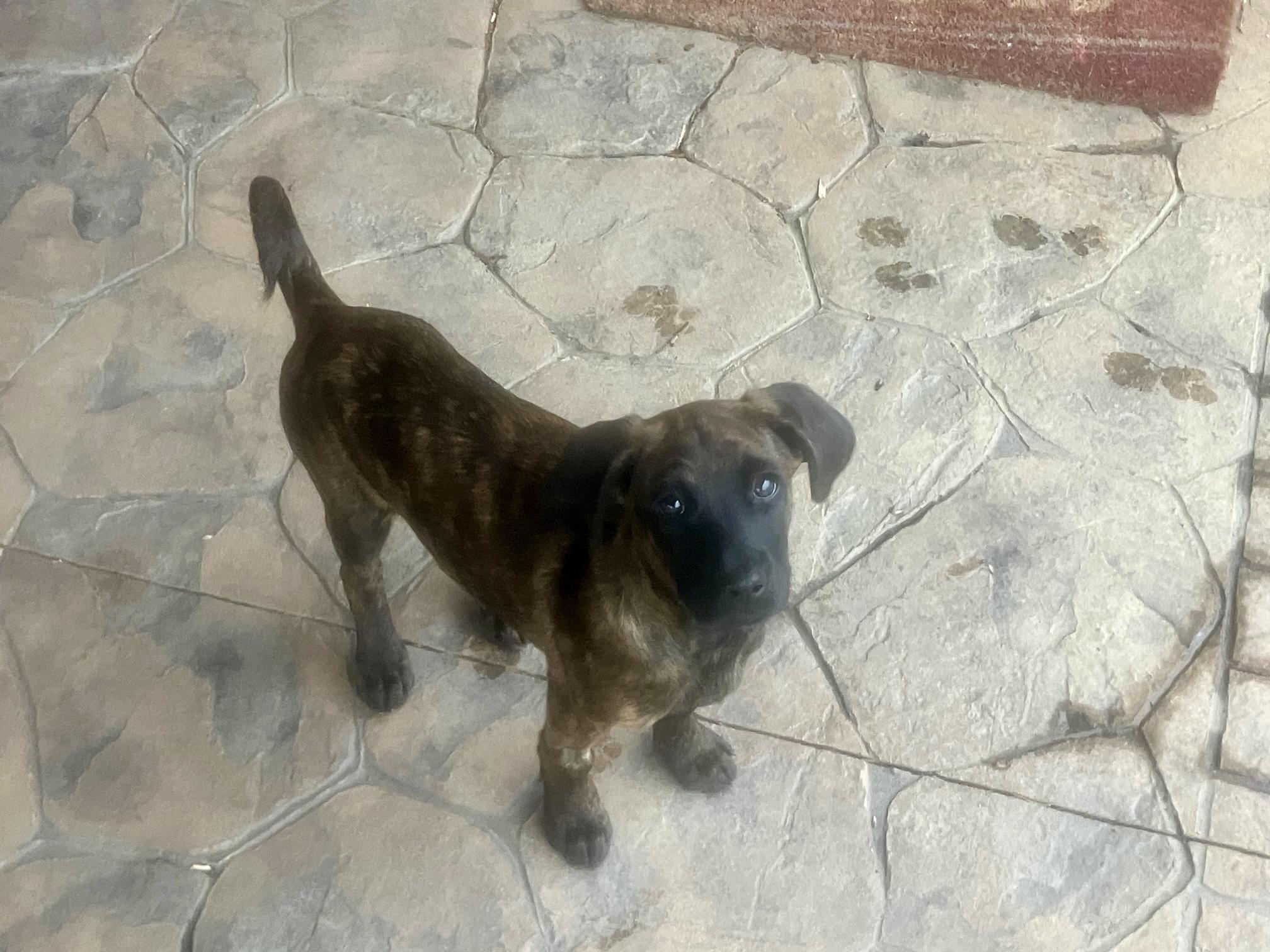 Enlarge Cincy, an adopted mixed breed in Cincinnati, OH image 3/4