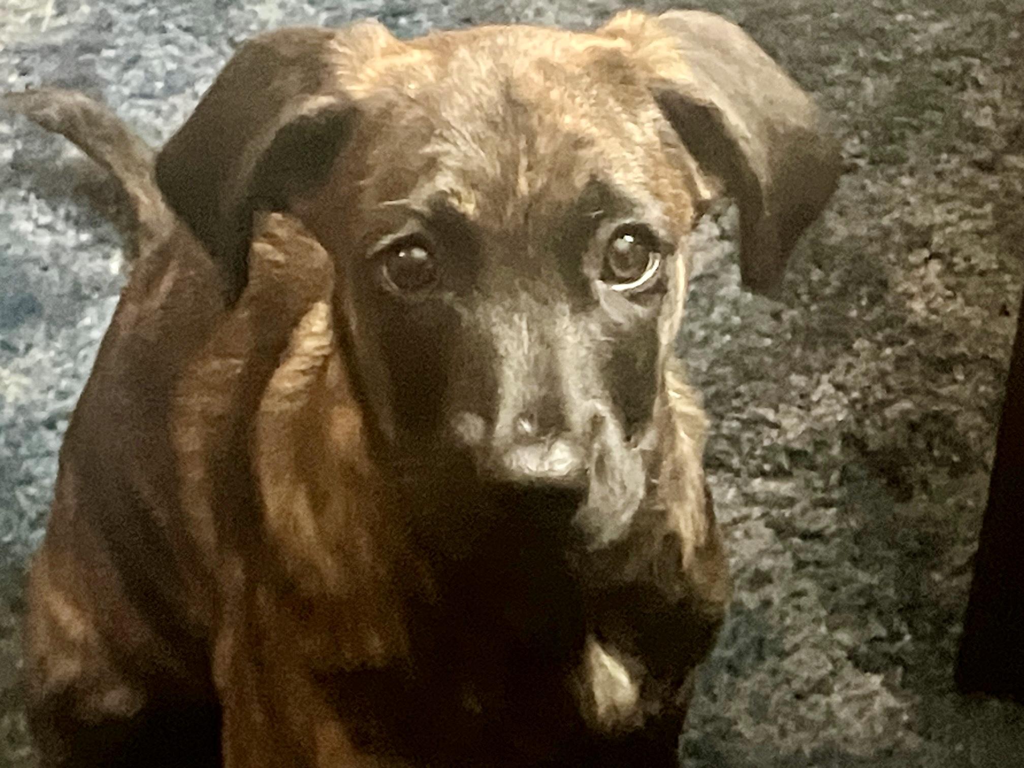 Enlarge Cincy, an adopted mixed breed in Cincinnati, OH image 2/4