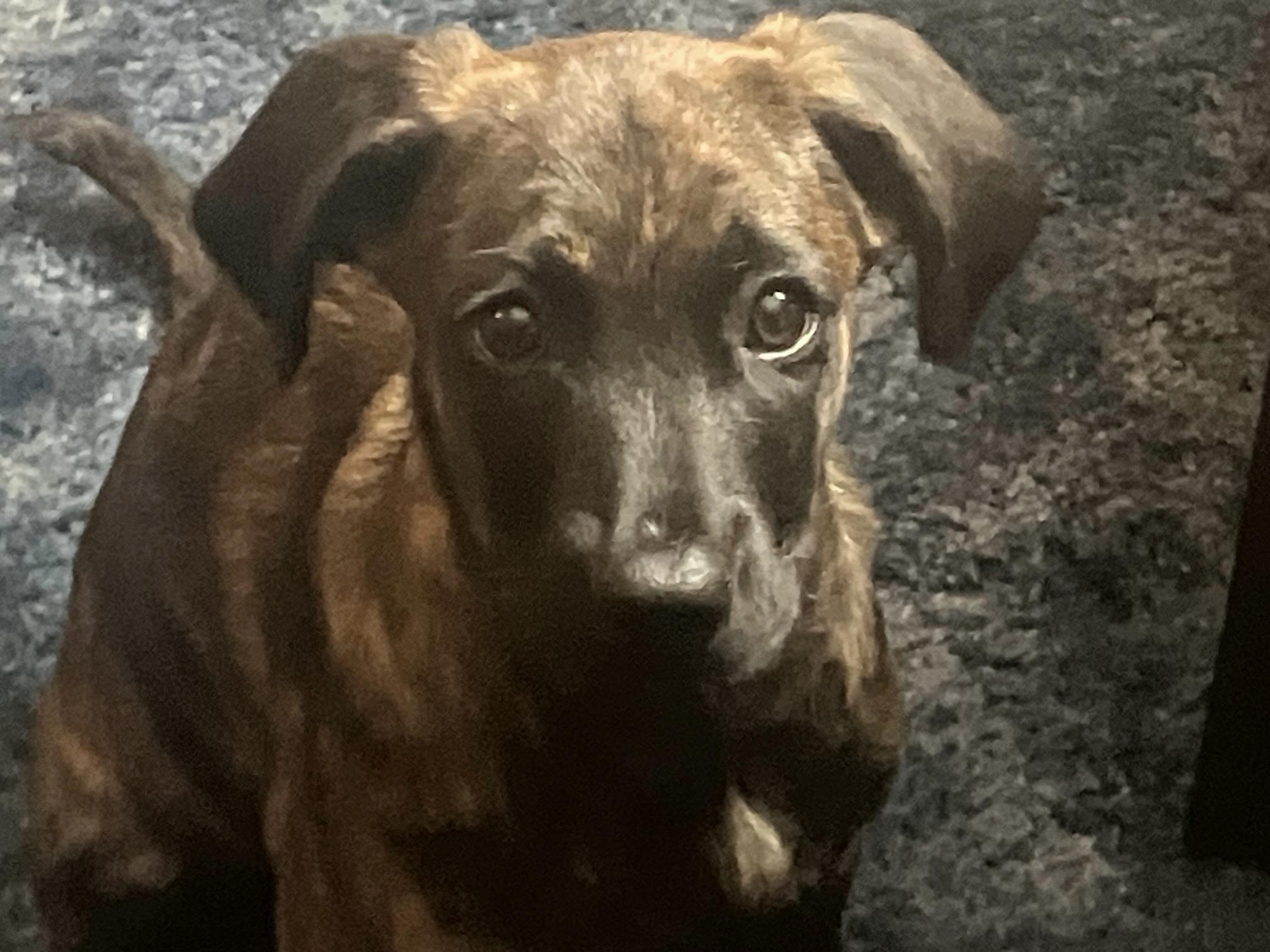 Enlarge Cincy, an adopted mixed breed in Cincinnati, OH image 4/4